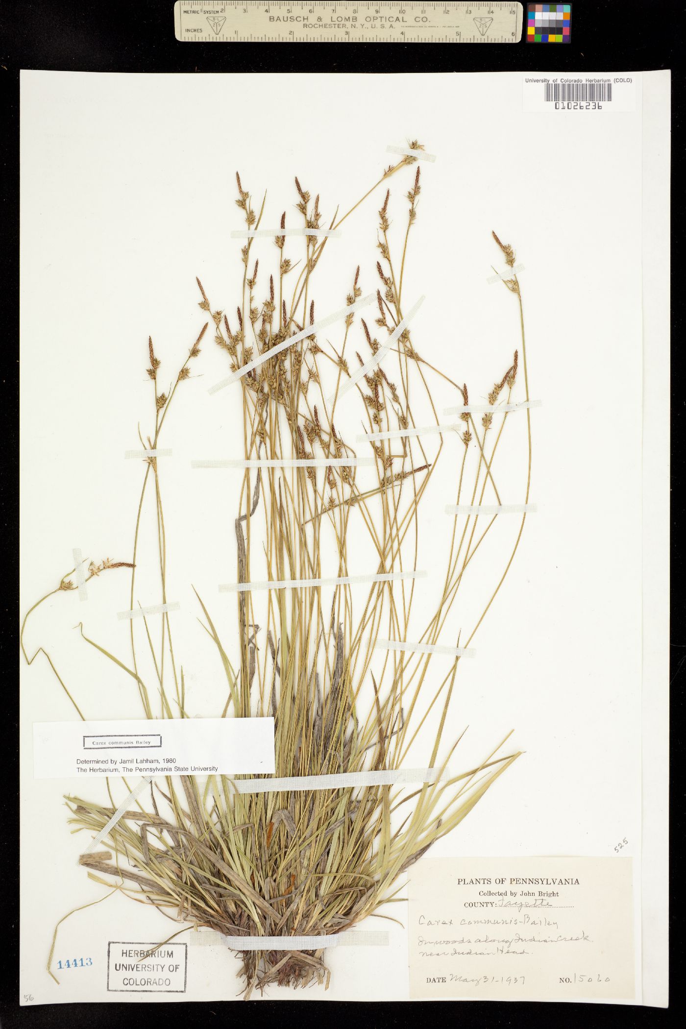 Carex communis image