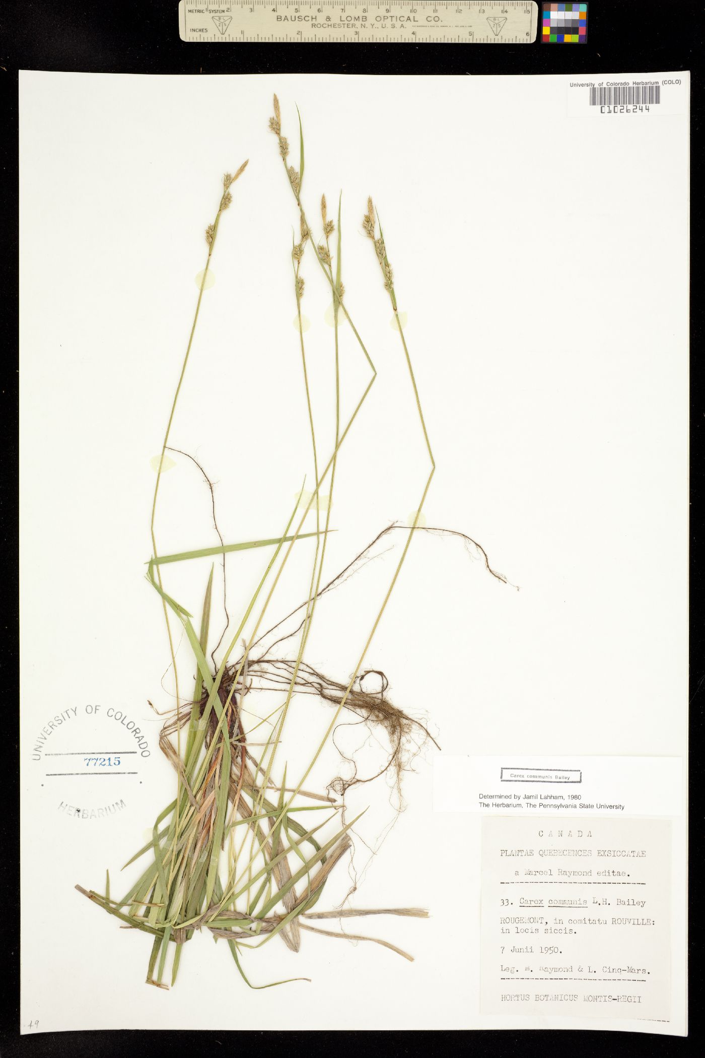 Carex communis image