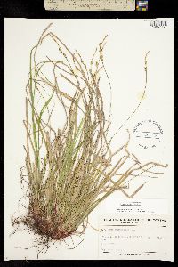 Image of Carex communis