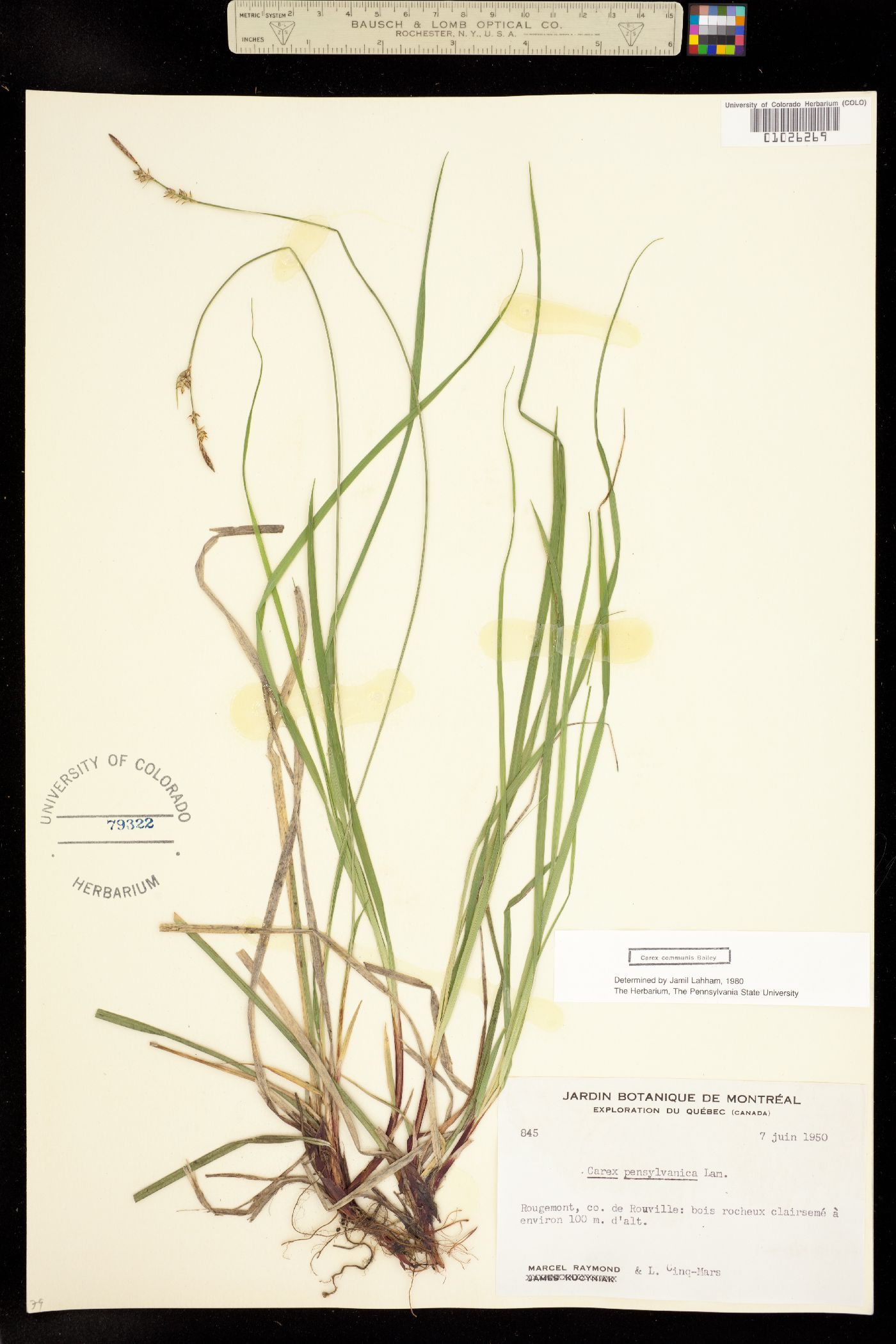Carex communis image