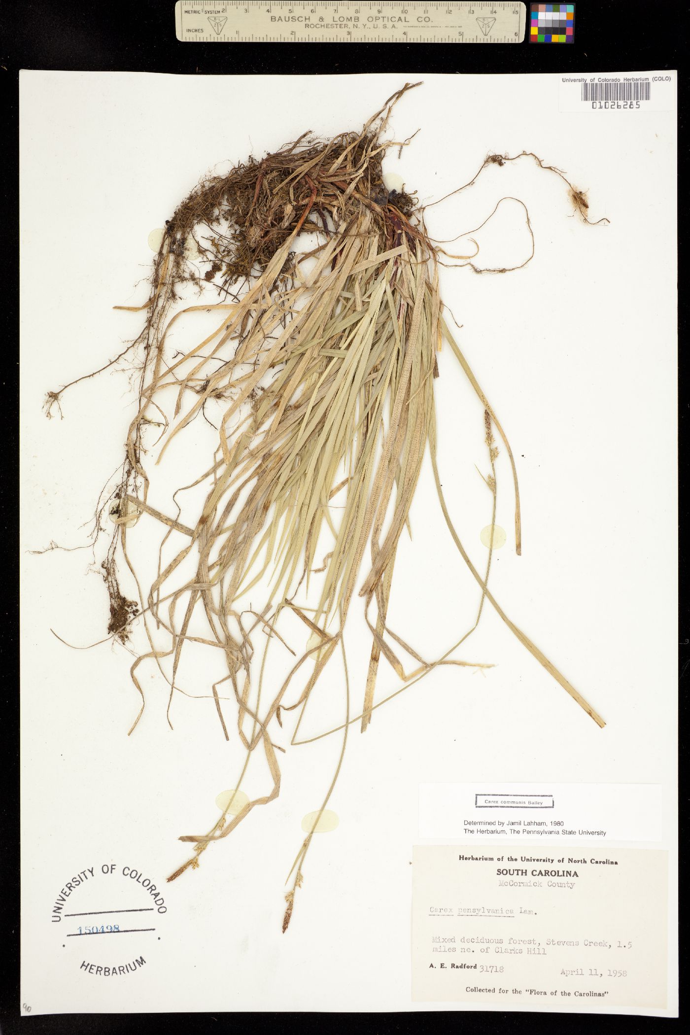 Carex communis image