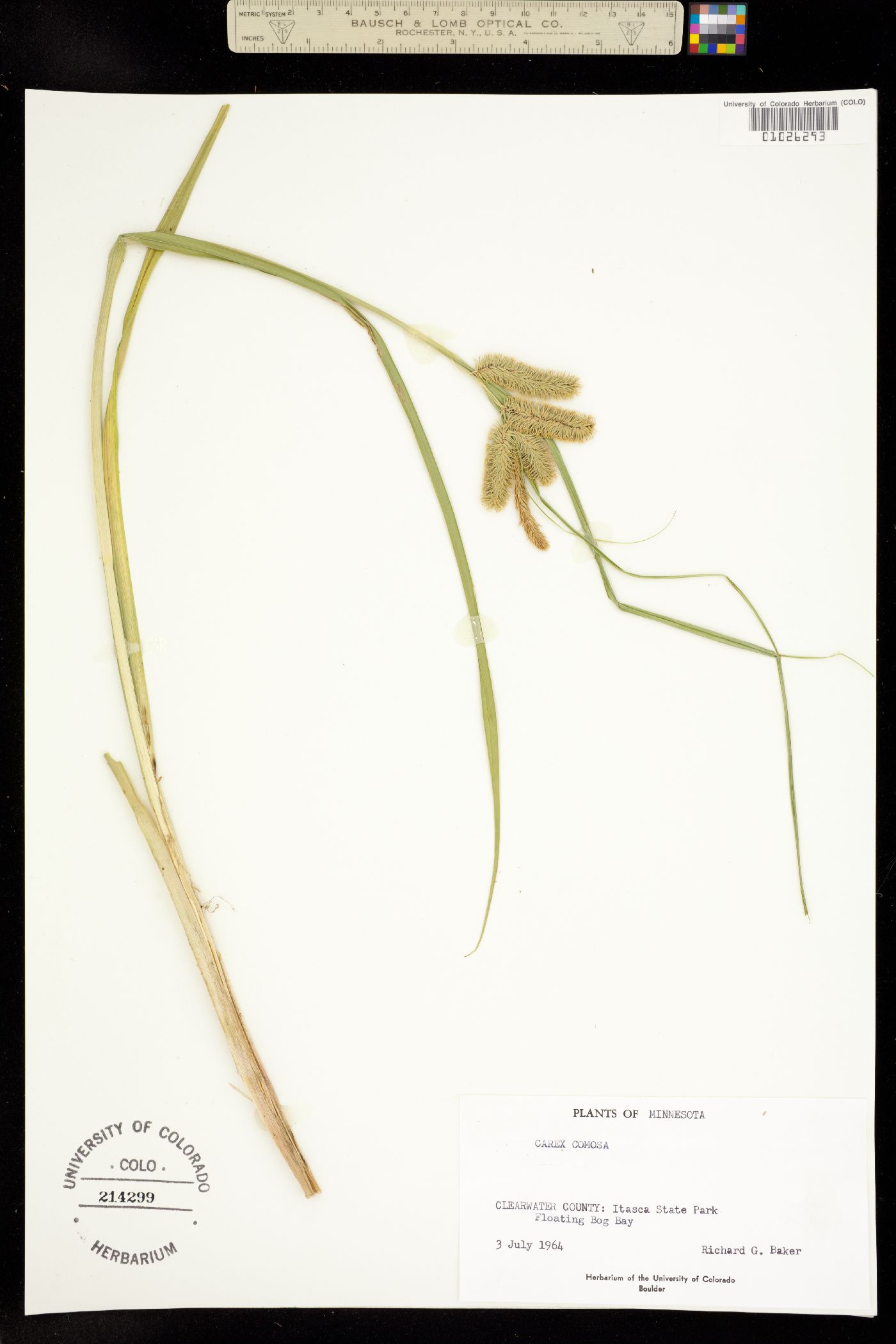 Carex comosa image