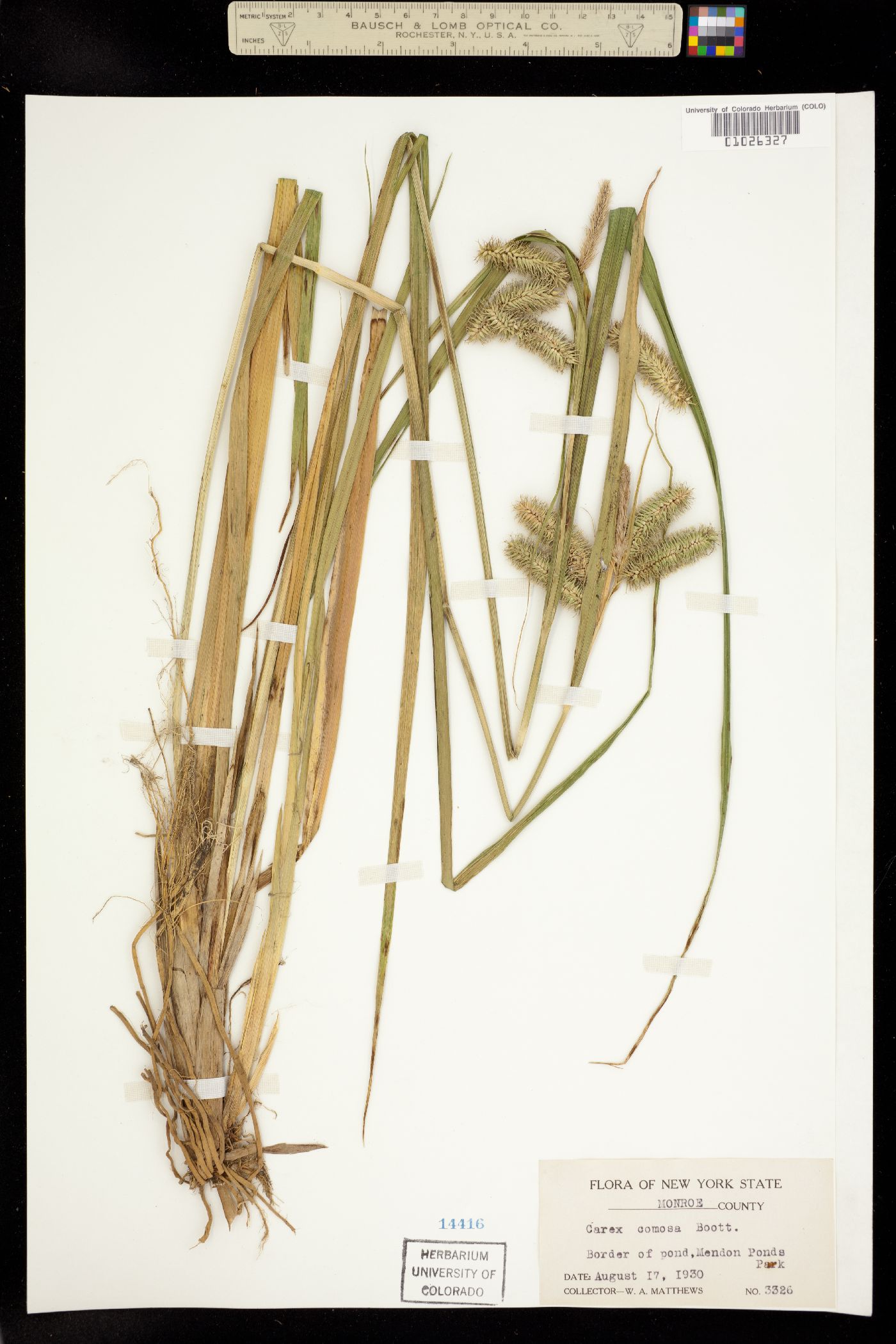 Carex comosa image