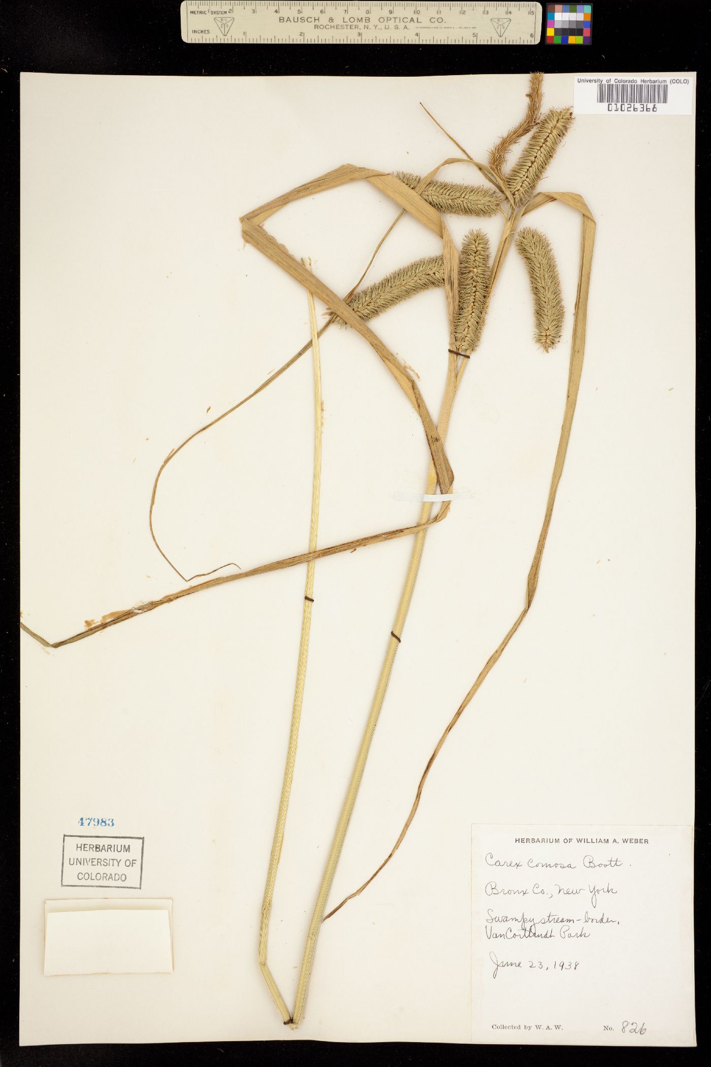 Carex comosa image