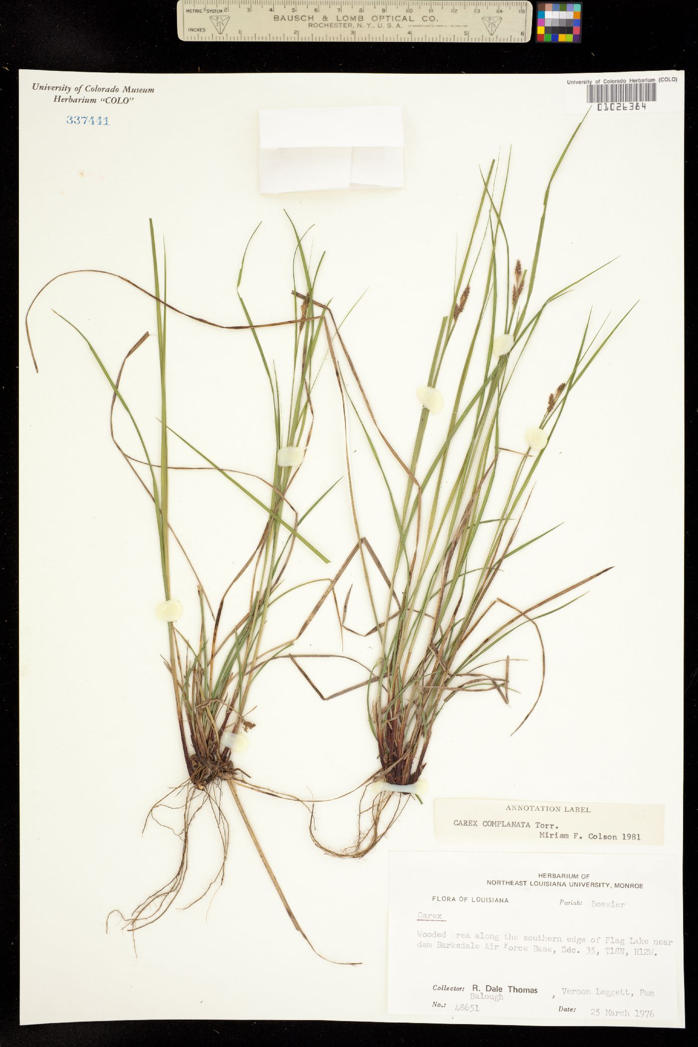 Carex complanata image