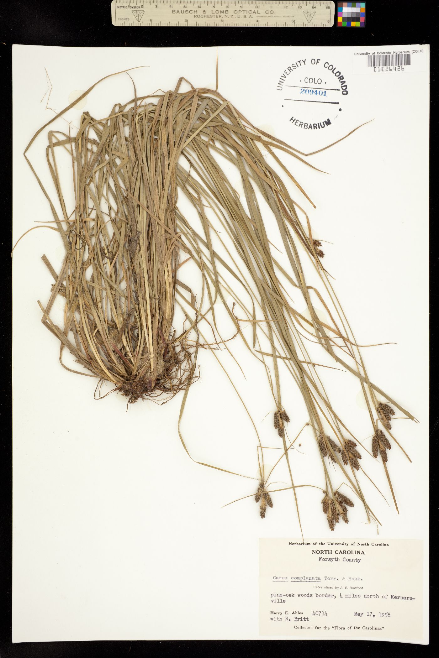 Carex complanata image