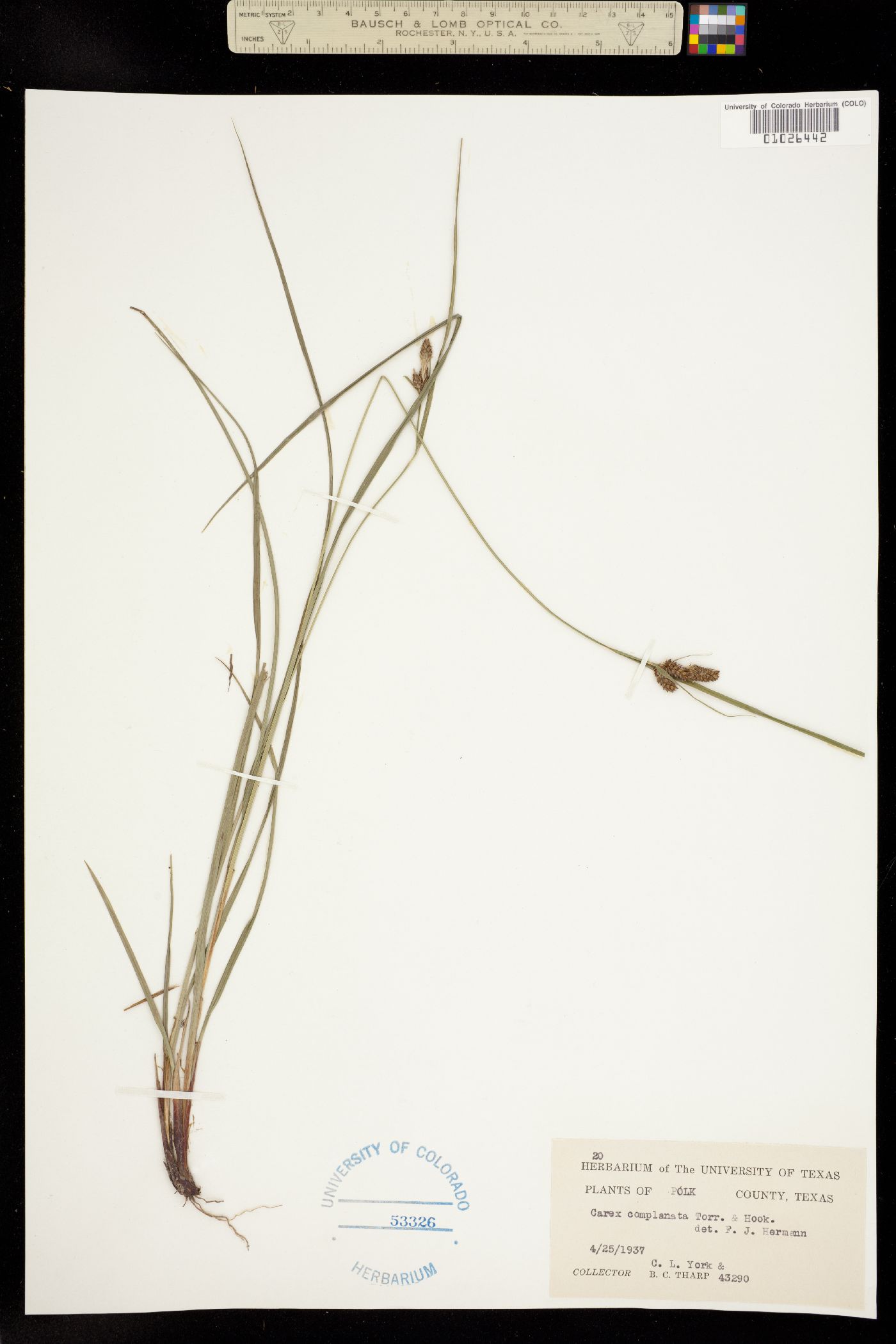 Carex complanata image