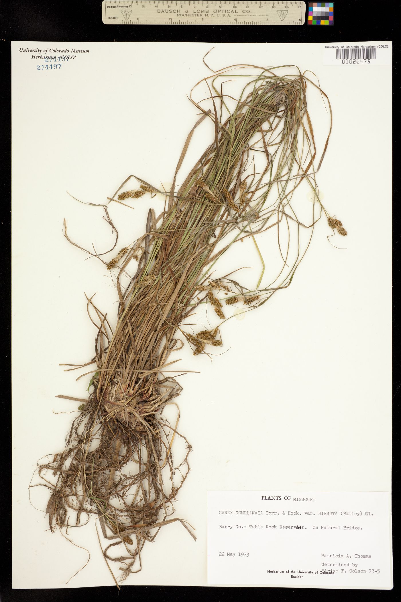Carex complanata image