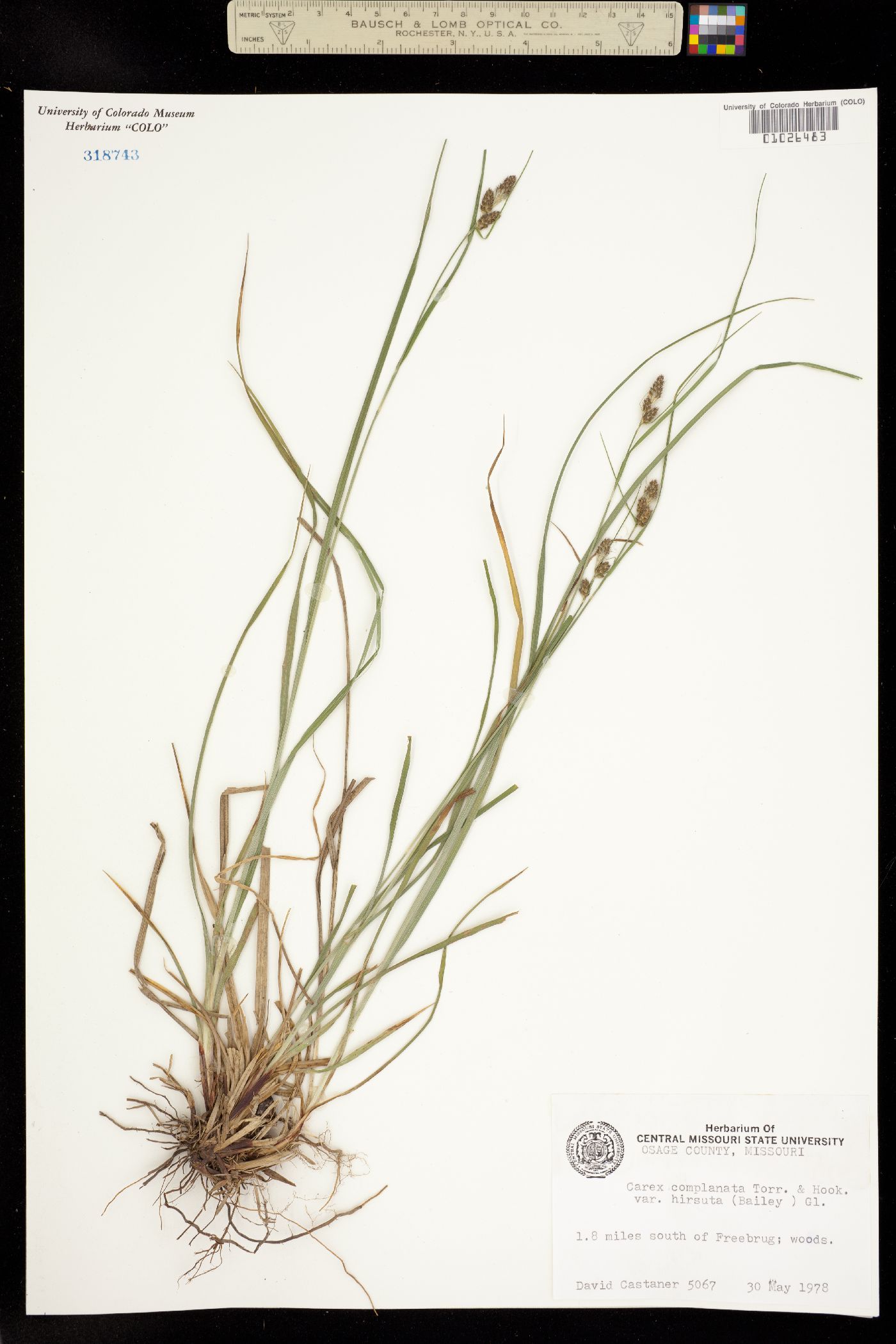 Carex complanata image