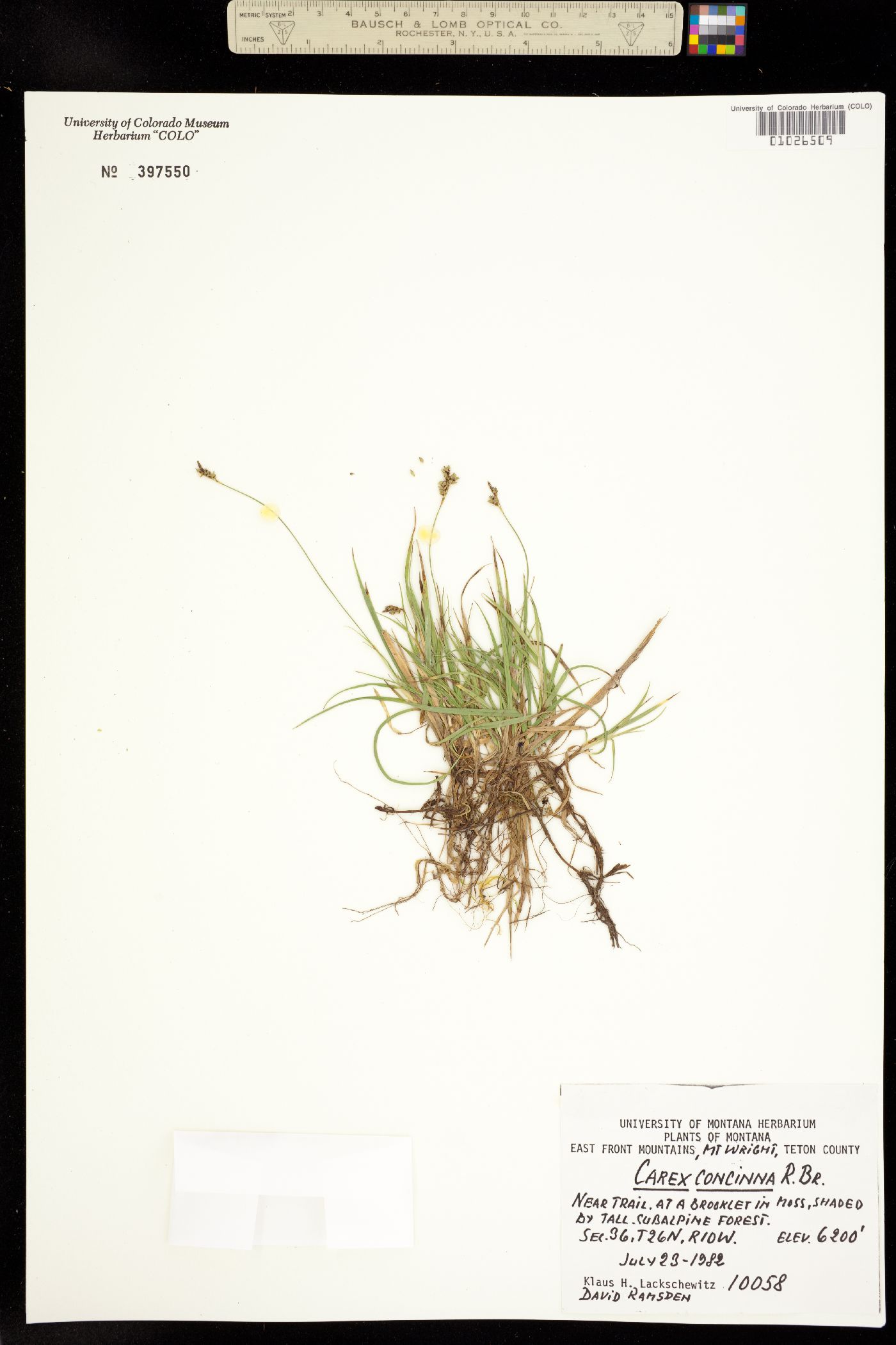 Carex concinna image