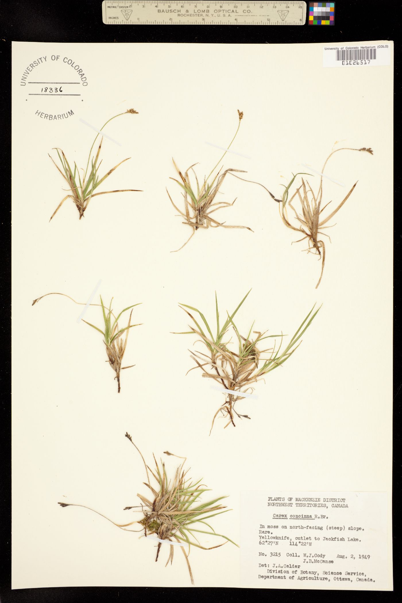 Carex concinna image