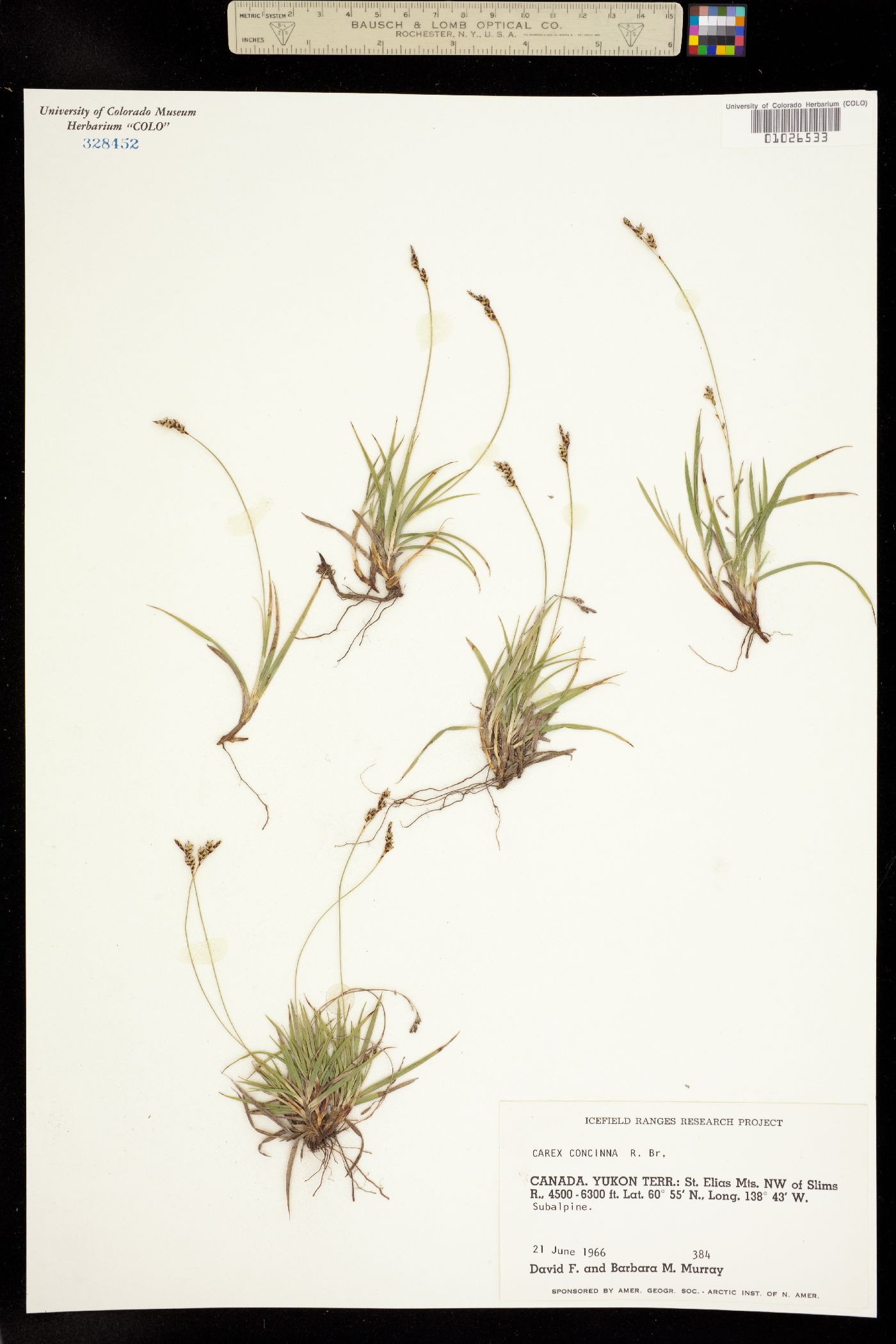 Carex concinna image