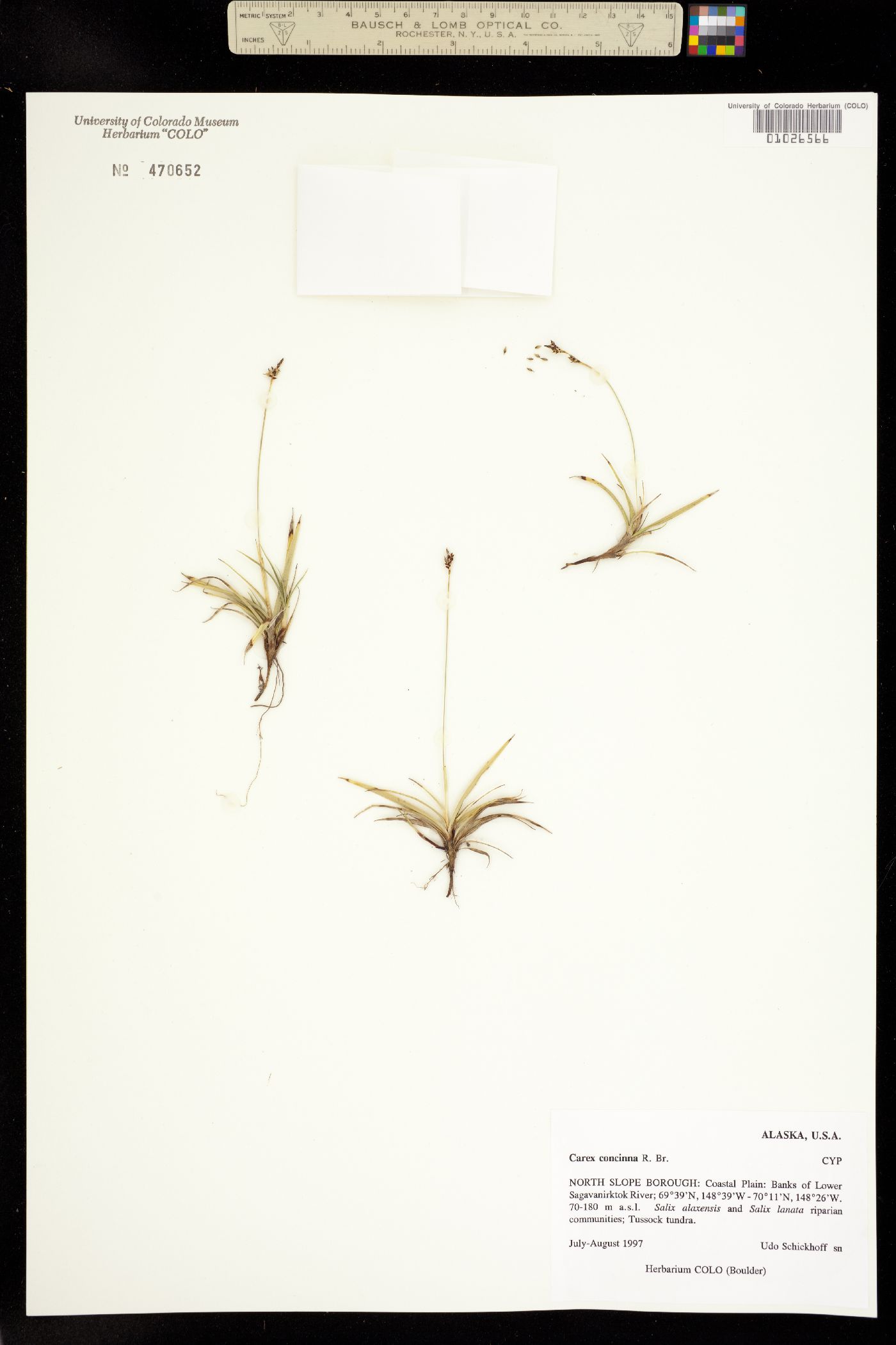 Carex concinna image