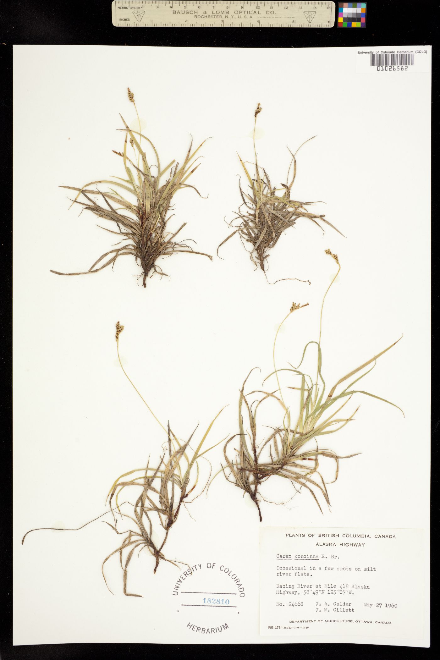 Carex concinna image