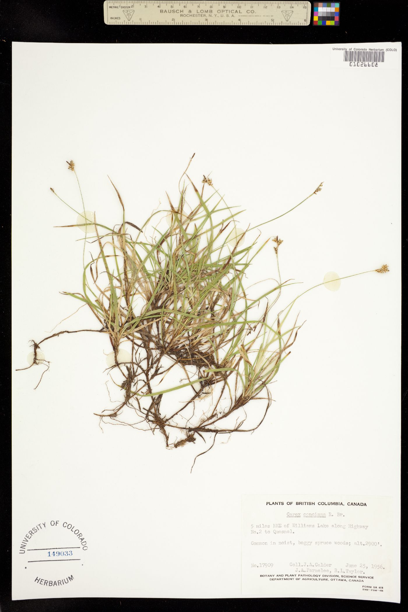 Carex concinna image