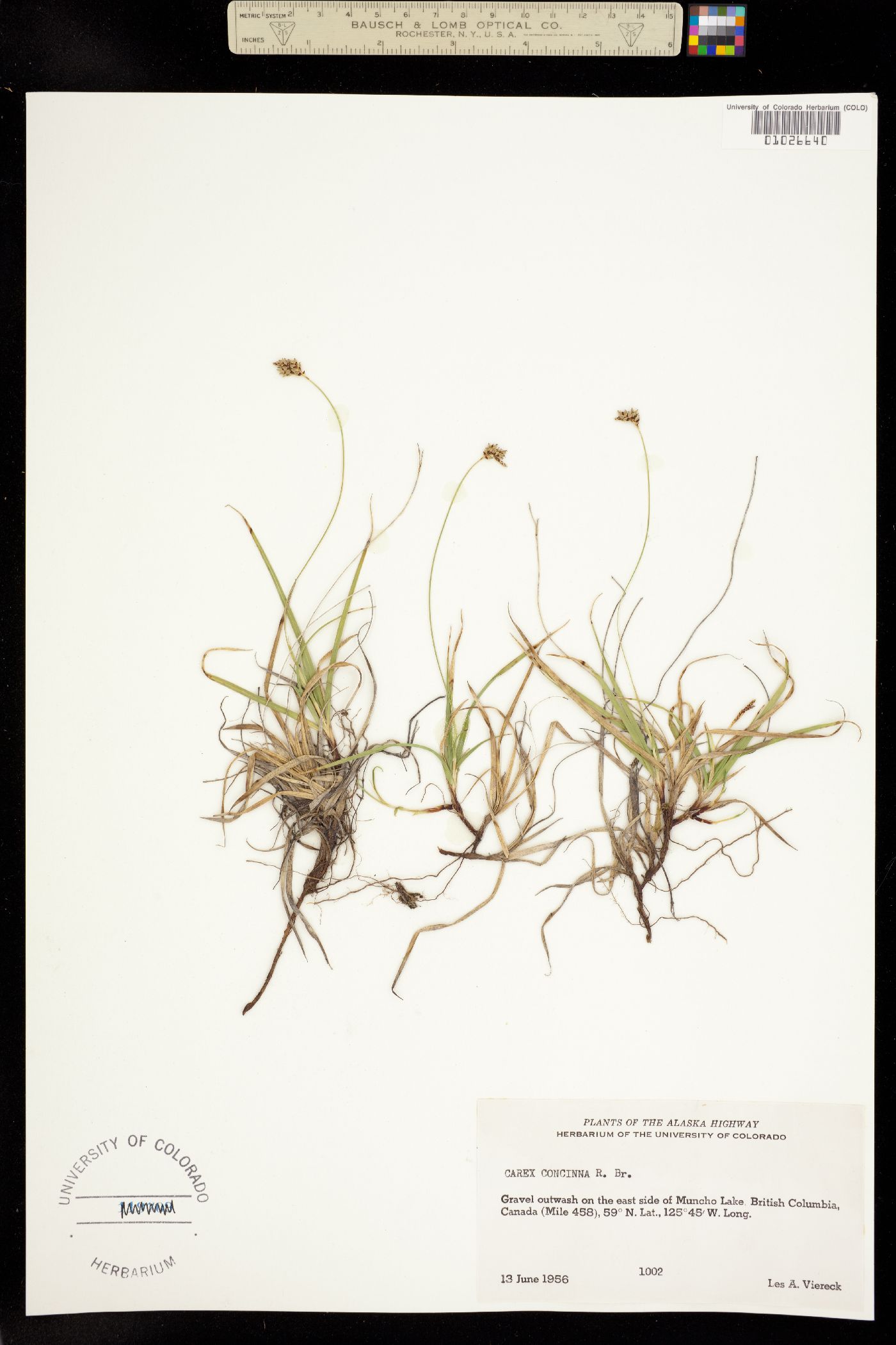 Carex concinna image