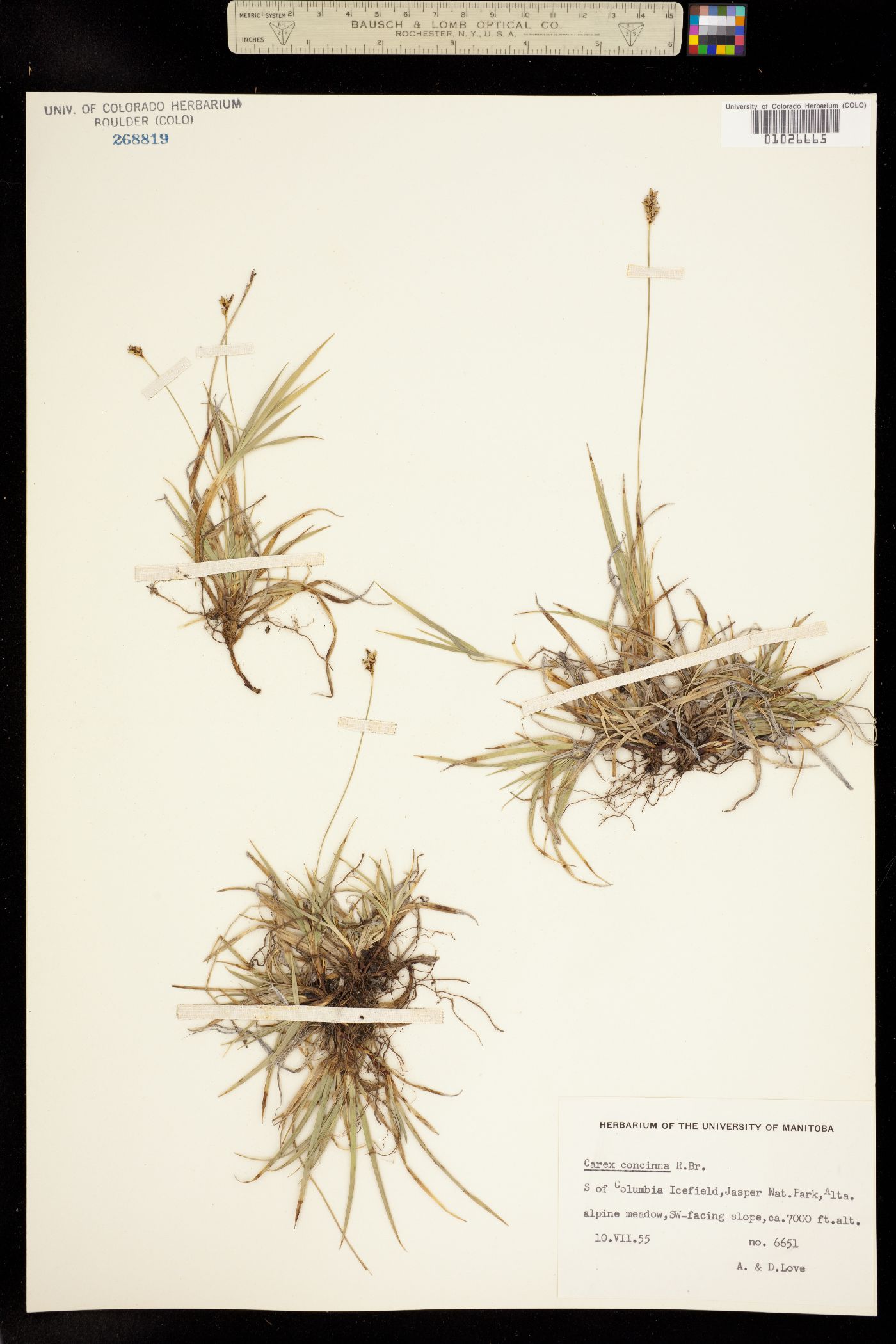 Carex concinna image