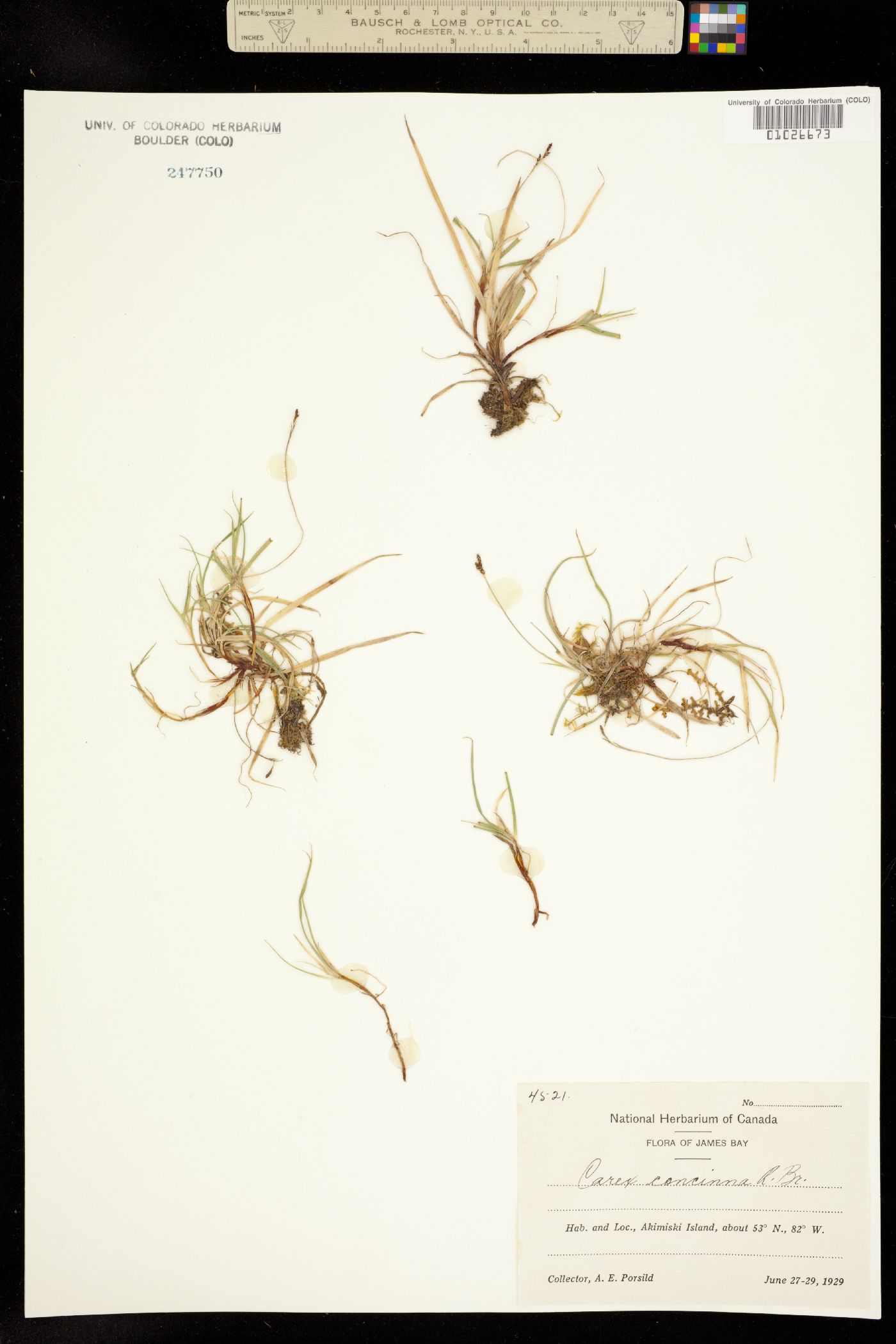 Carex concinna image