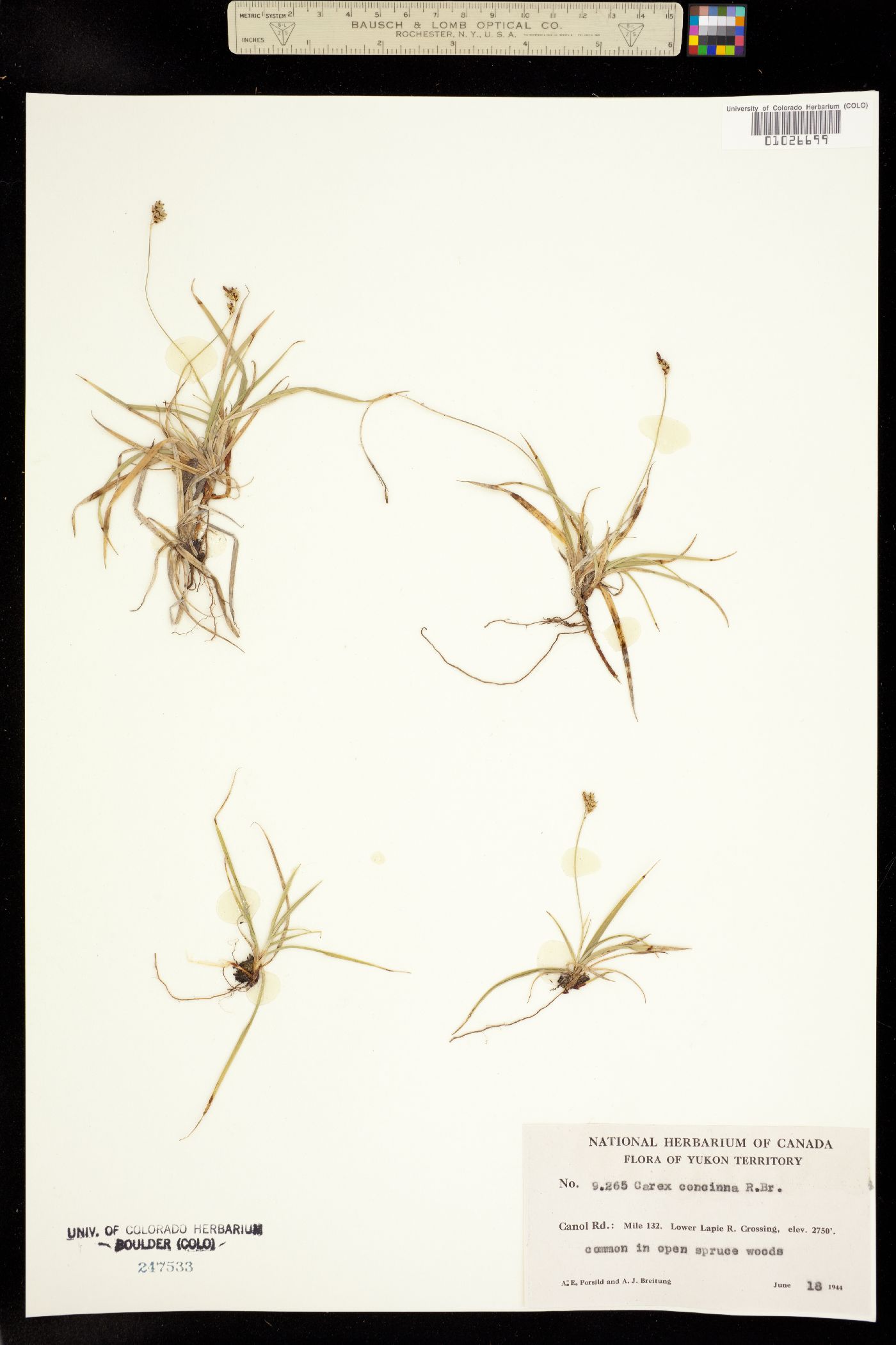 Carex concinna image