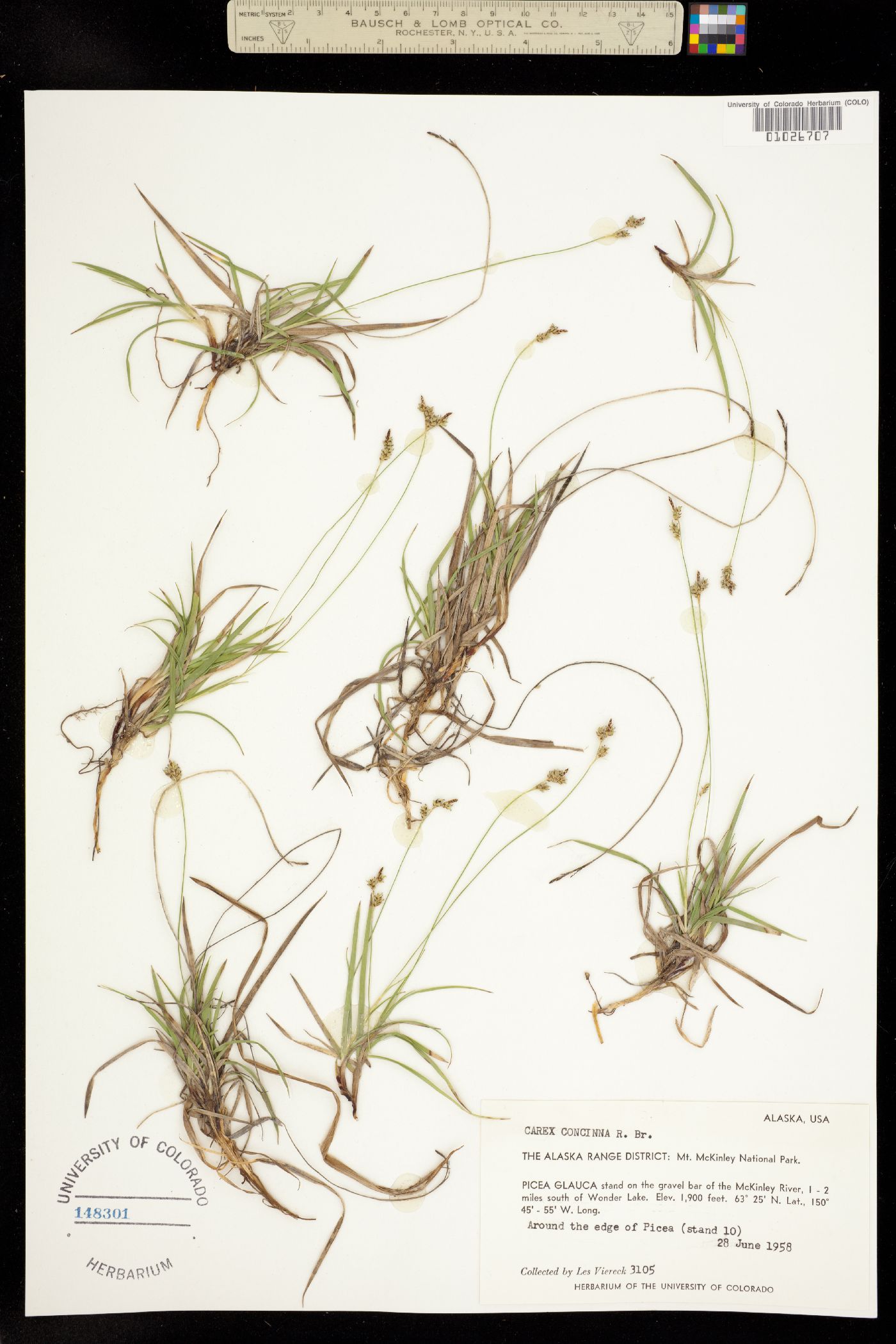 Carex concinna image