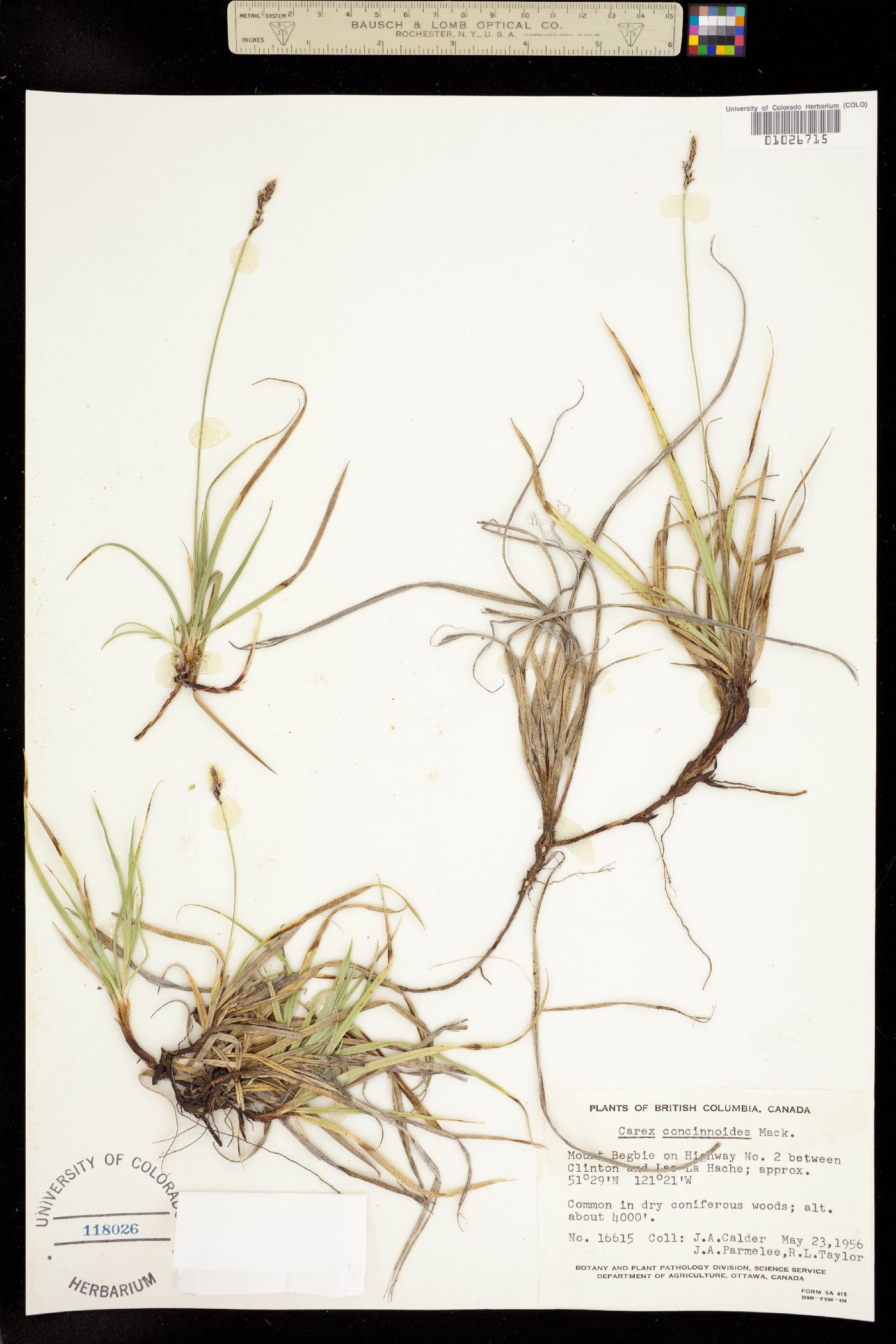 Carex concinnoides image