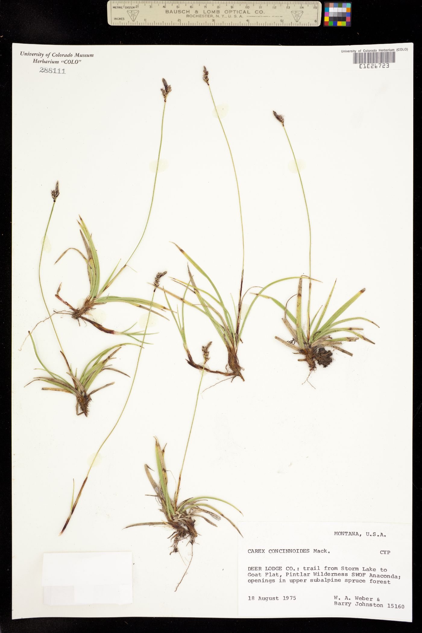 Carex concinnoides image