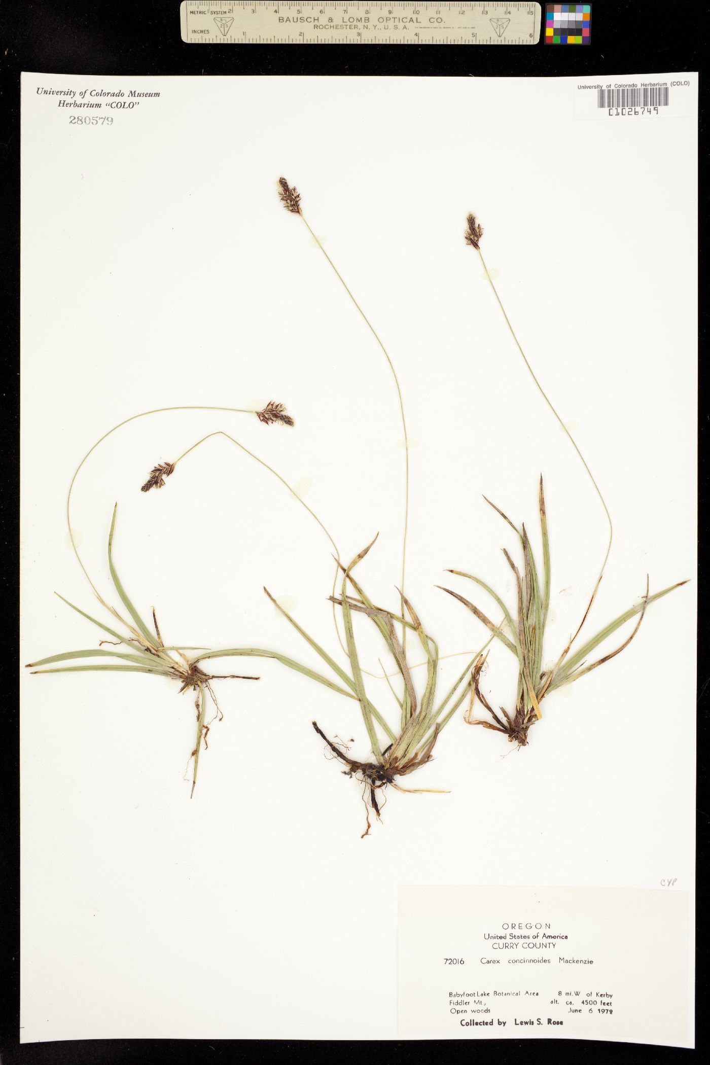 Carex concinnoides image