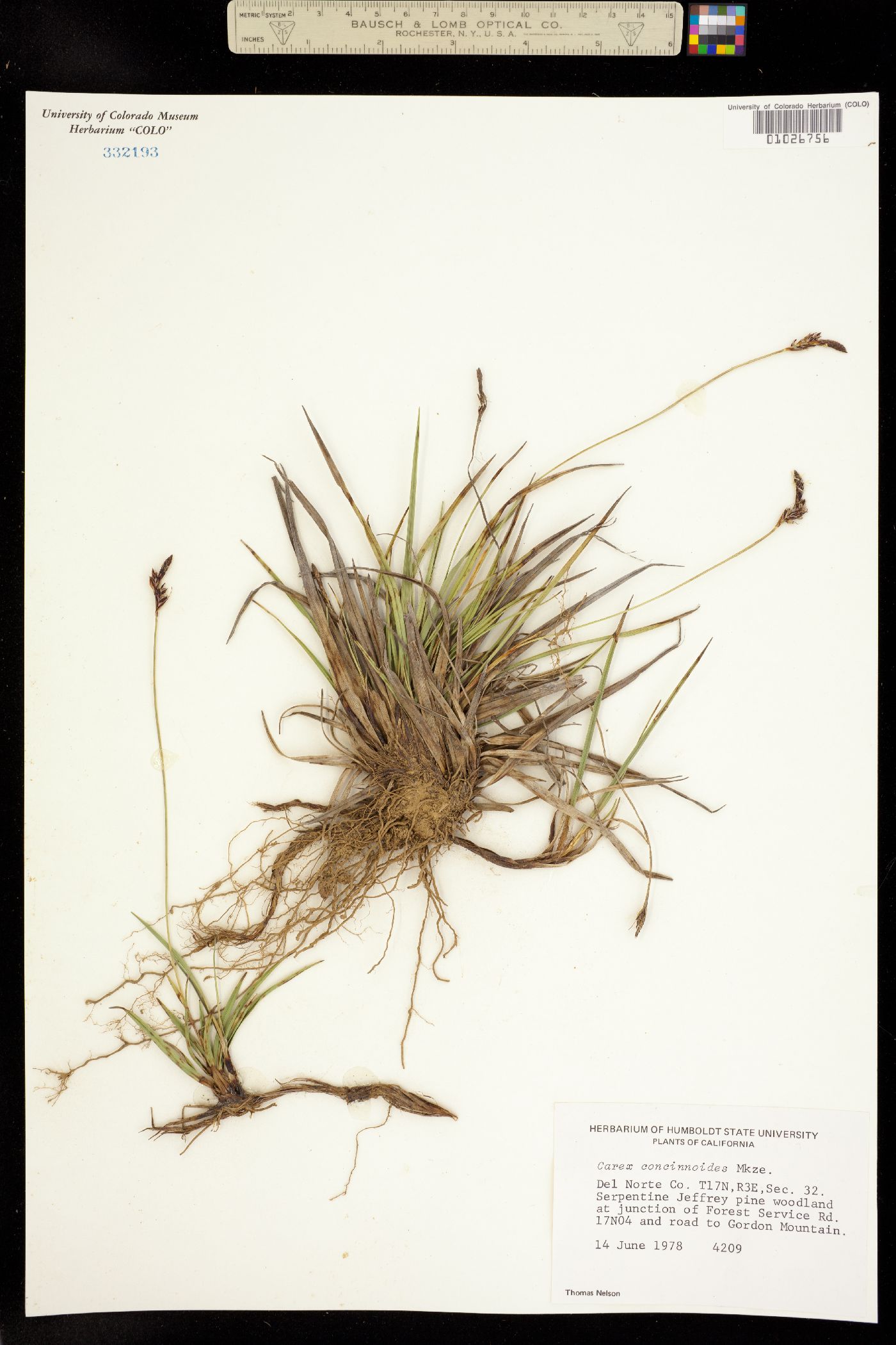 Carex concinnoides image