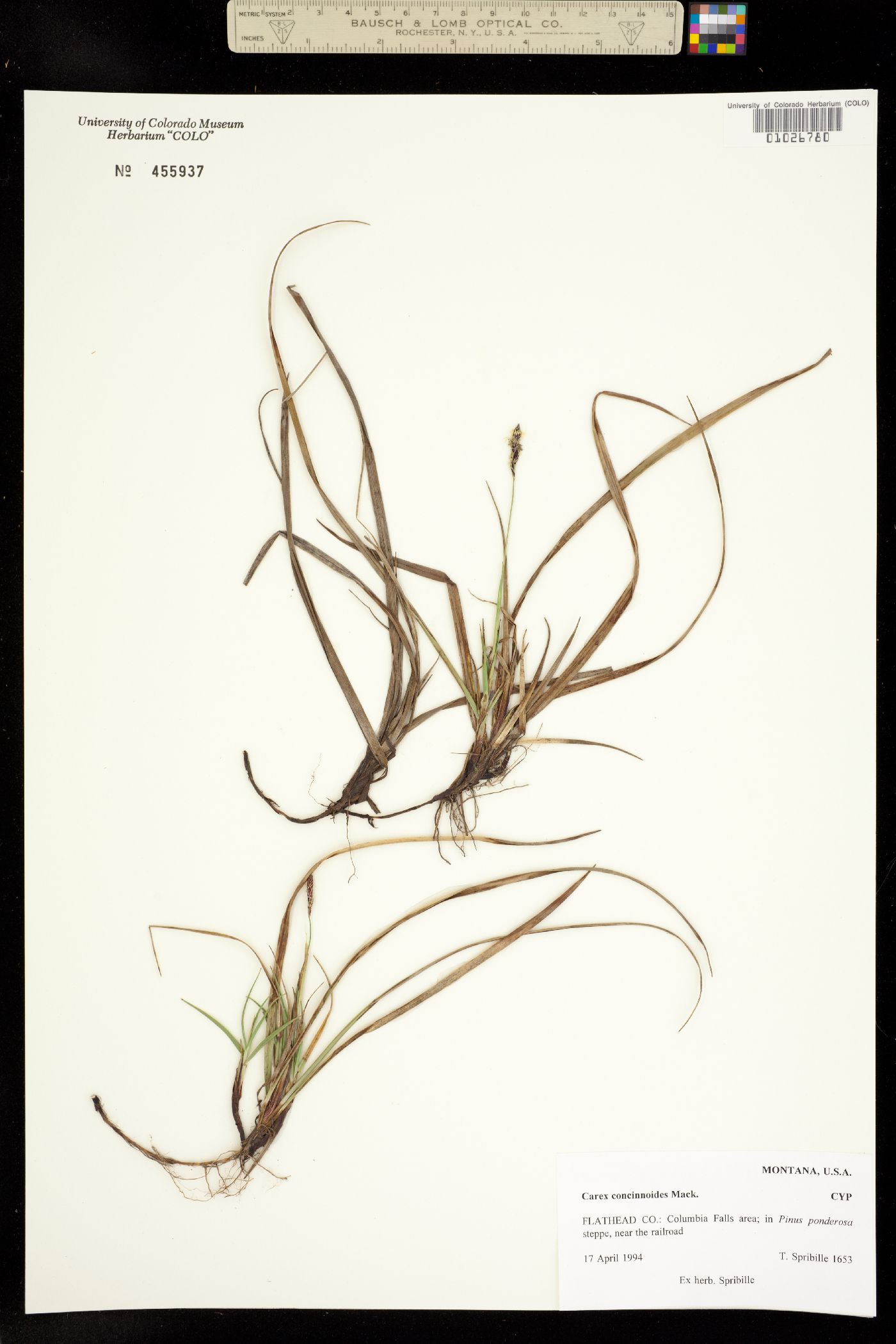 Carex concinnoides image