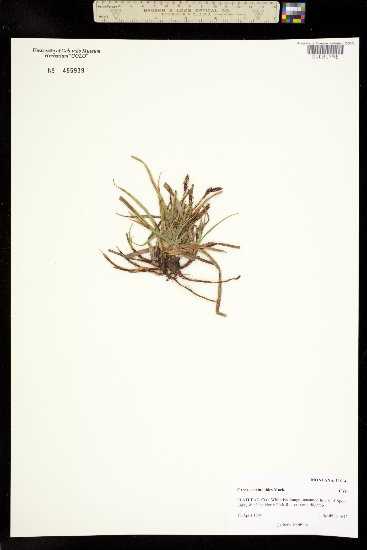Carex concinnoides image