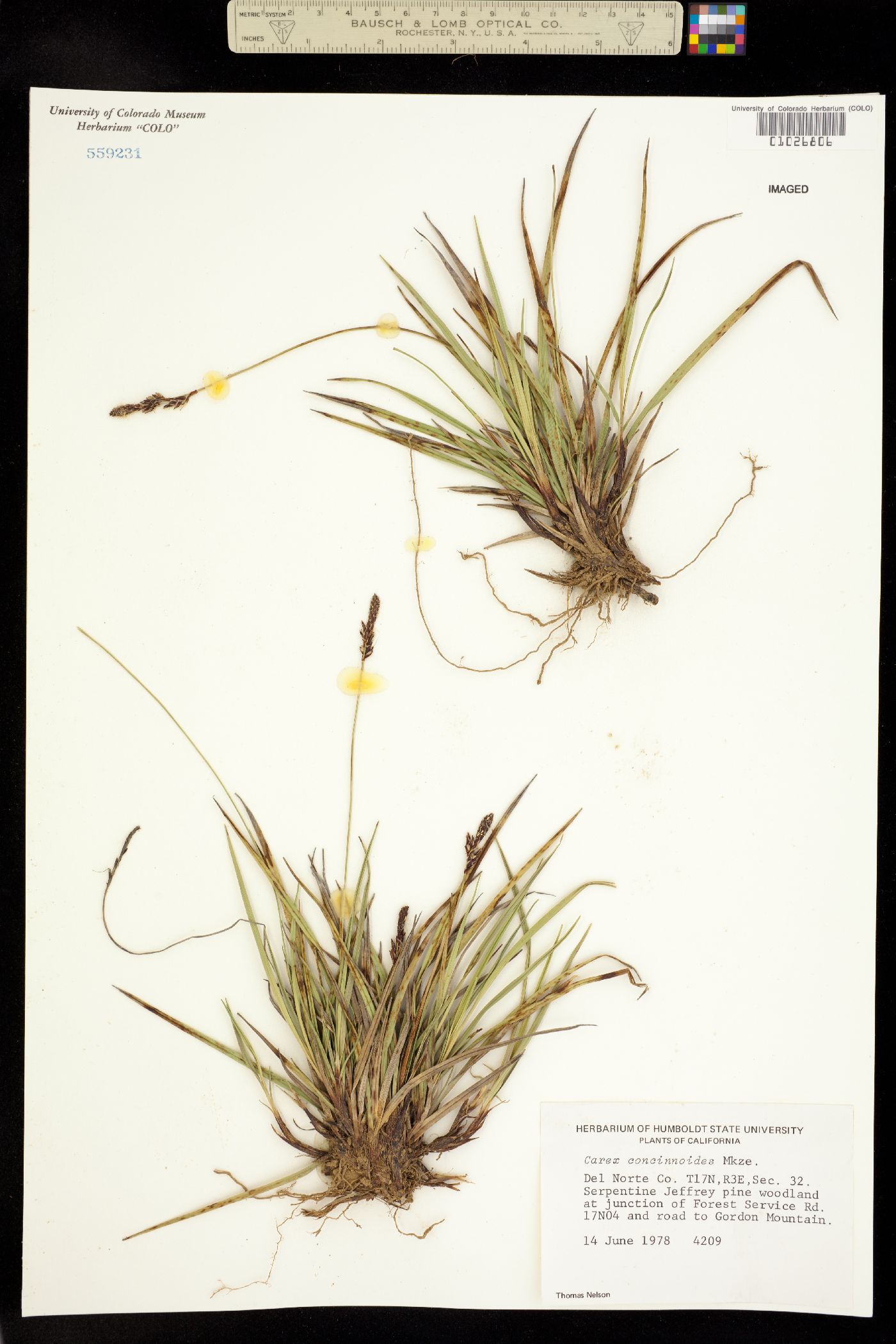 Carex concinnoides image
