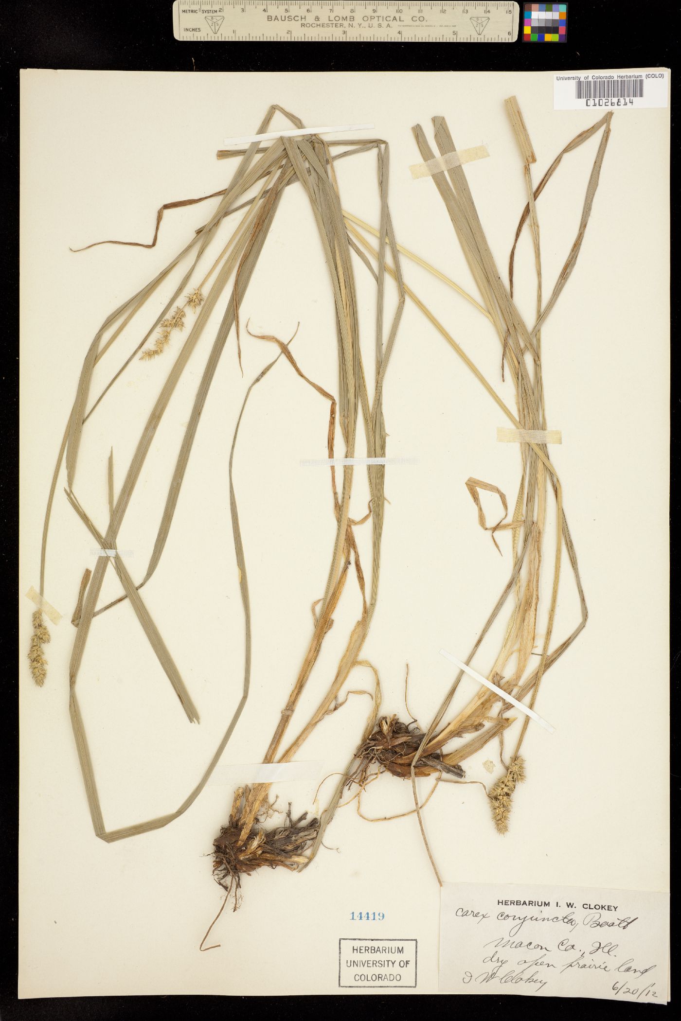 Carex conjuncta image