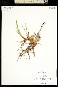 Carex bigelowii ssp. lugens image