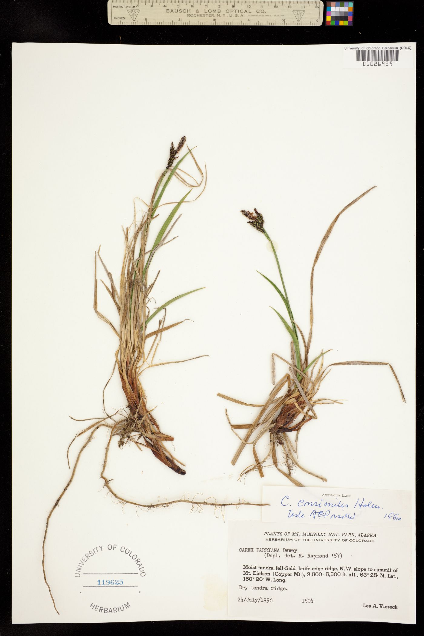 Carex bigelowii image