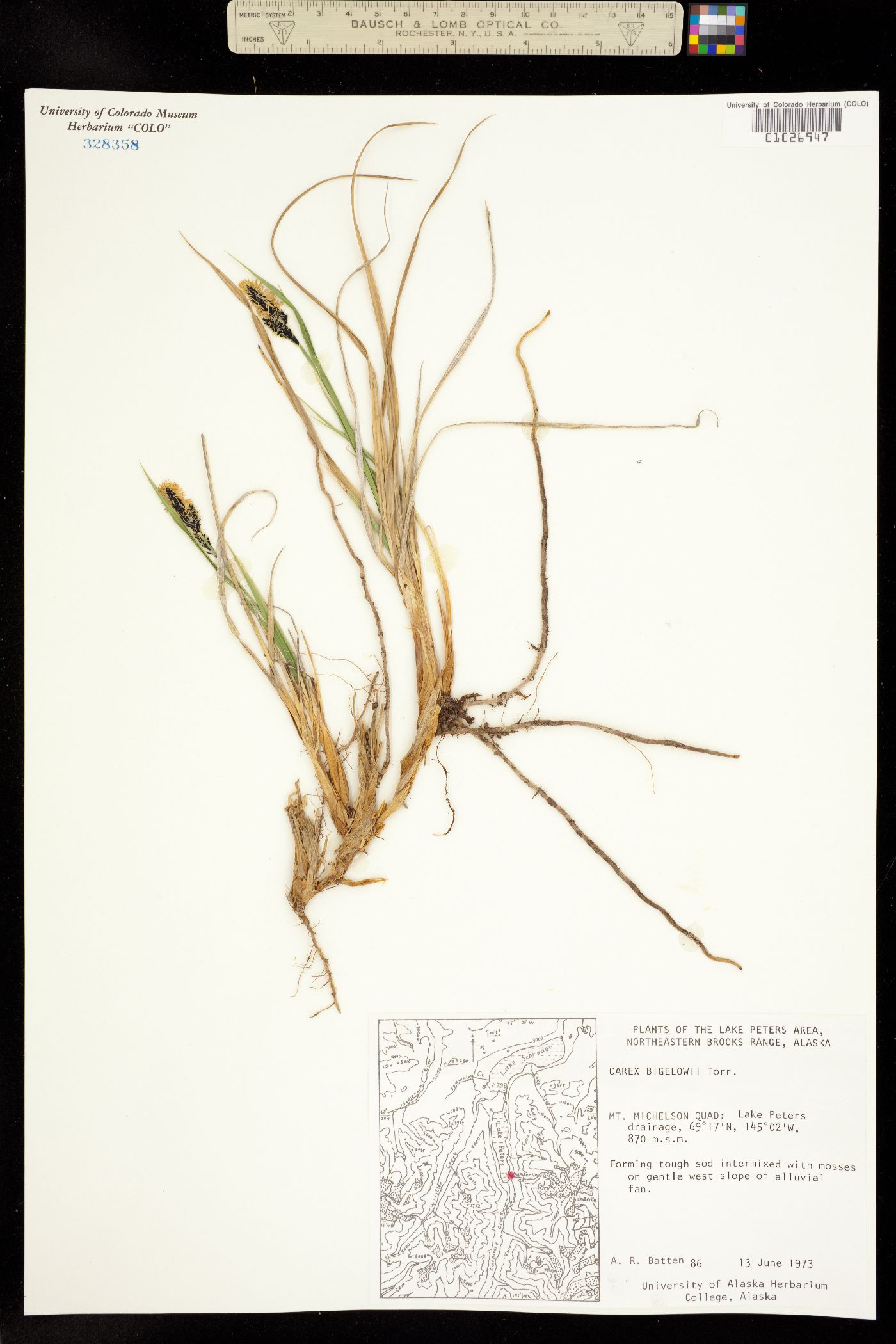 Carex bigelowii image