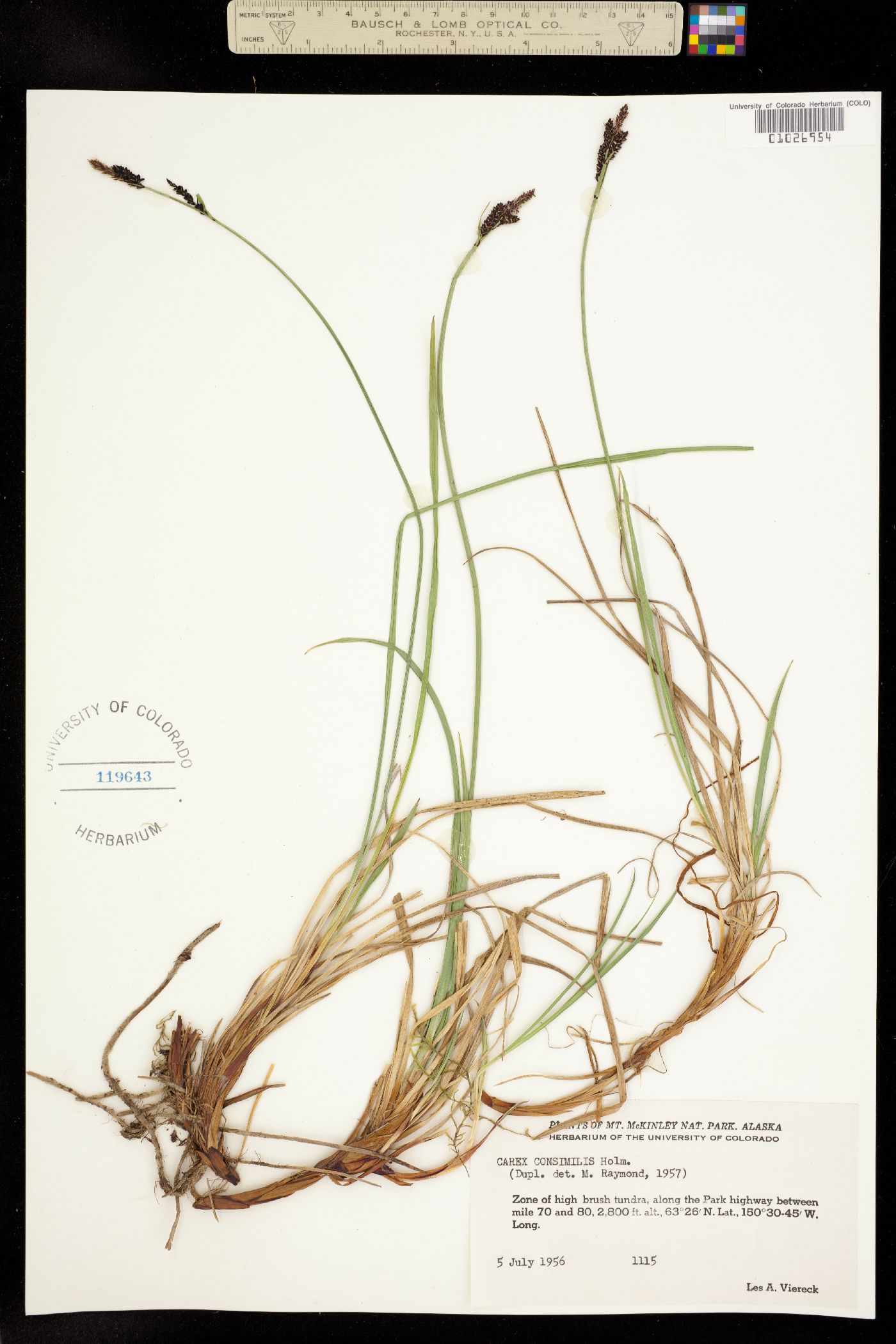 Carex consimilis image