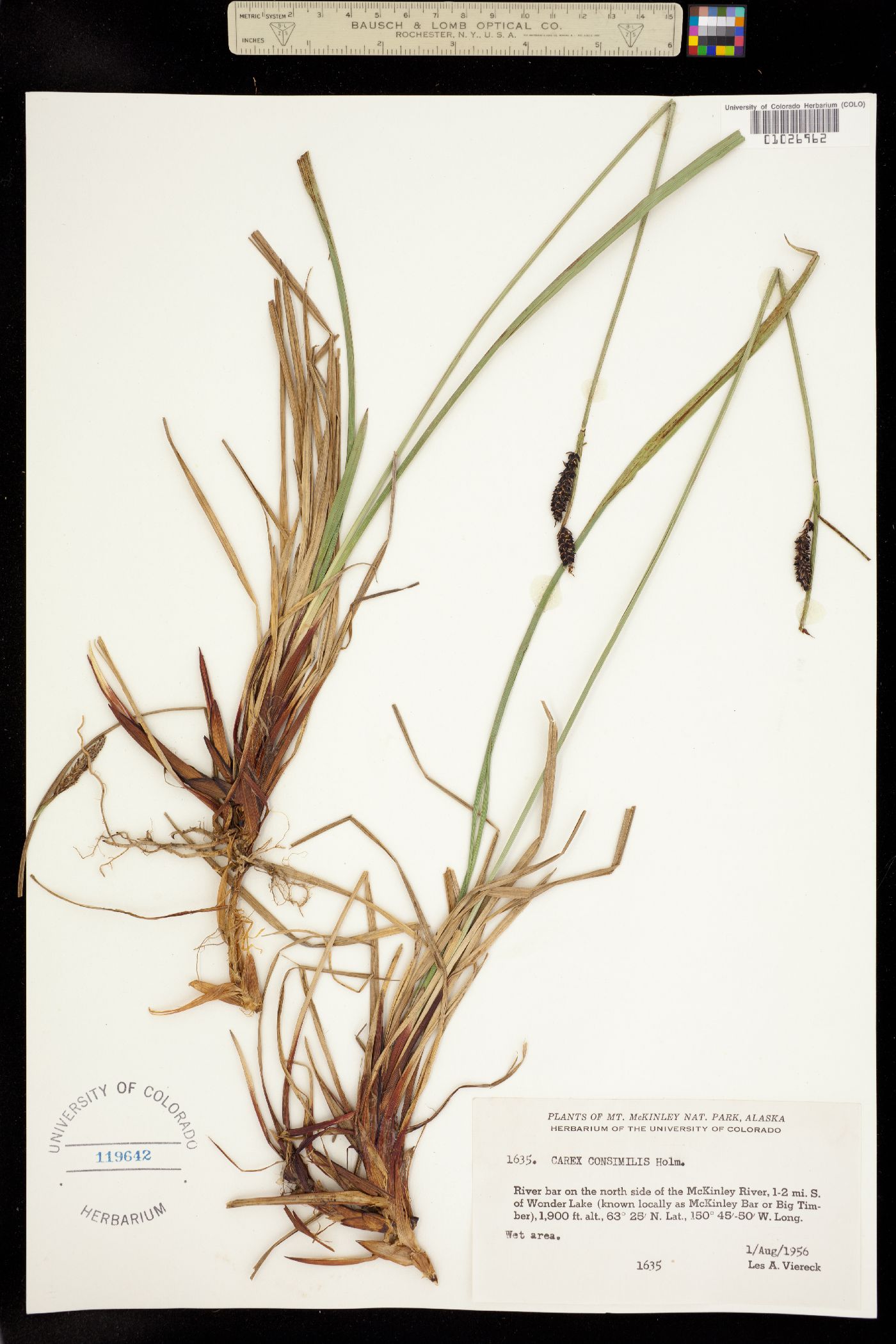 Carex bigelowii ssp. lugens image