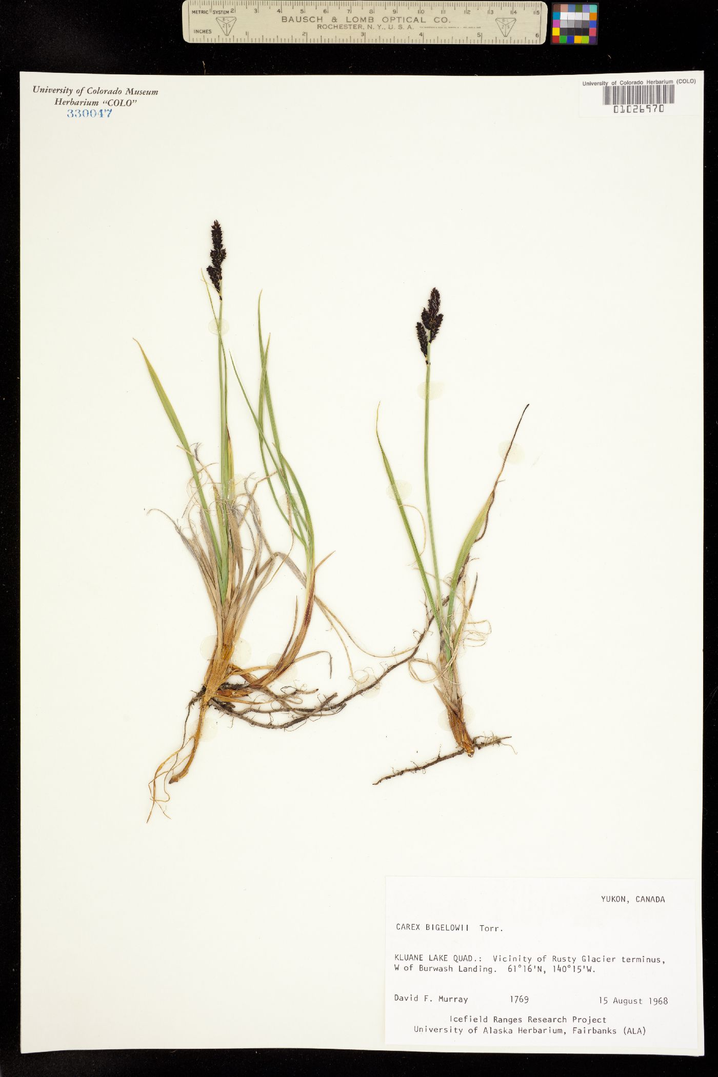 Carex consimilis image