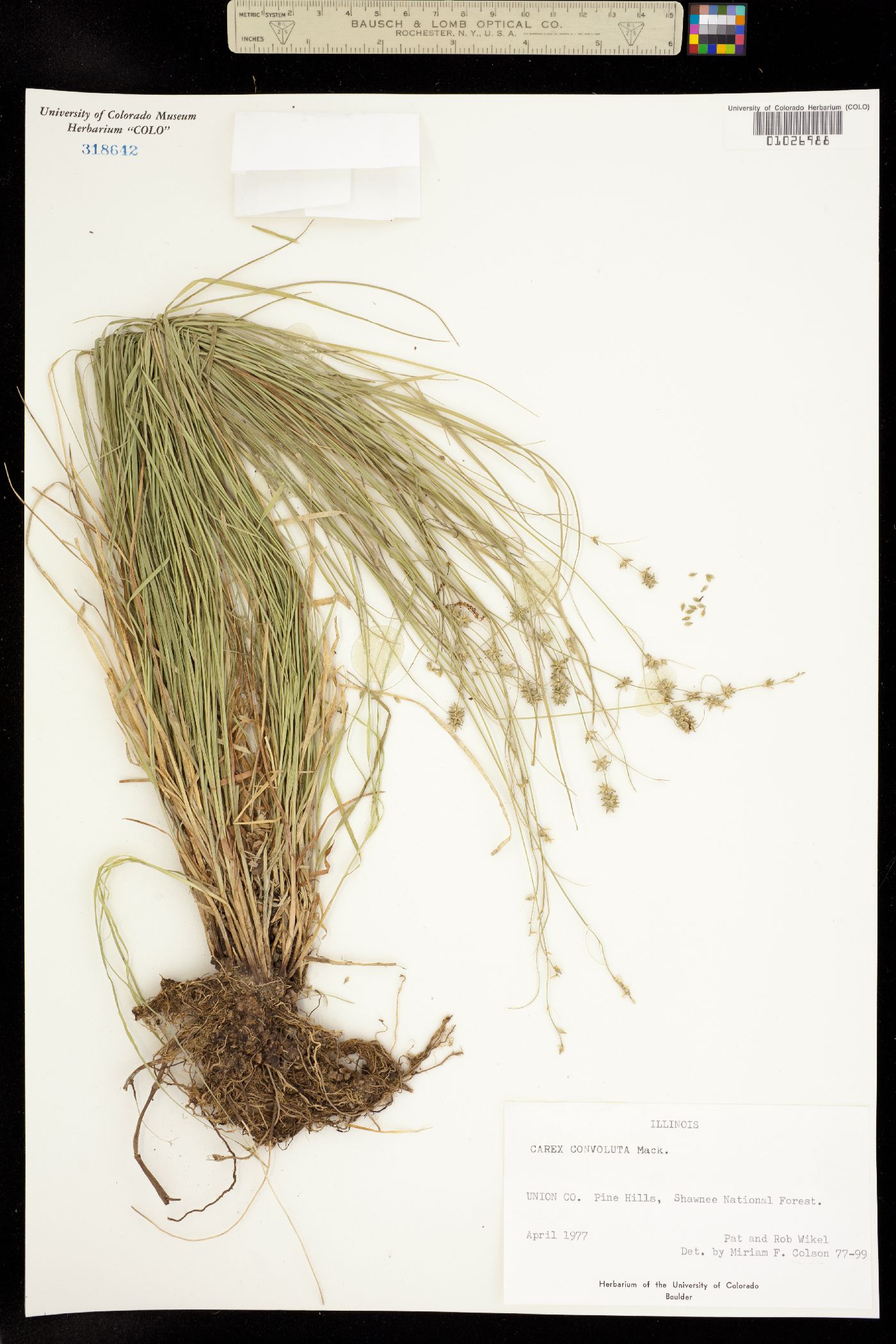 Carex rosea image