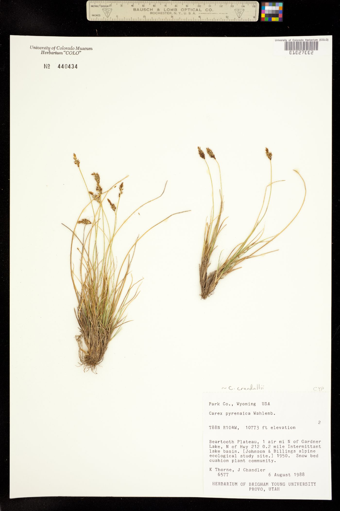 Carex crandallii image