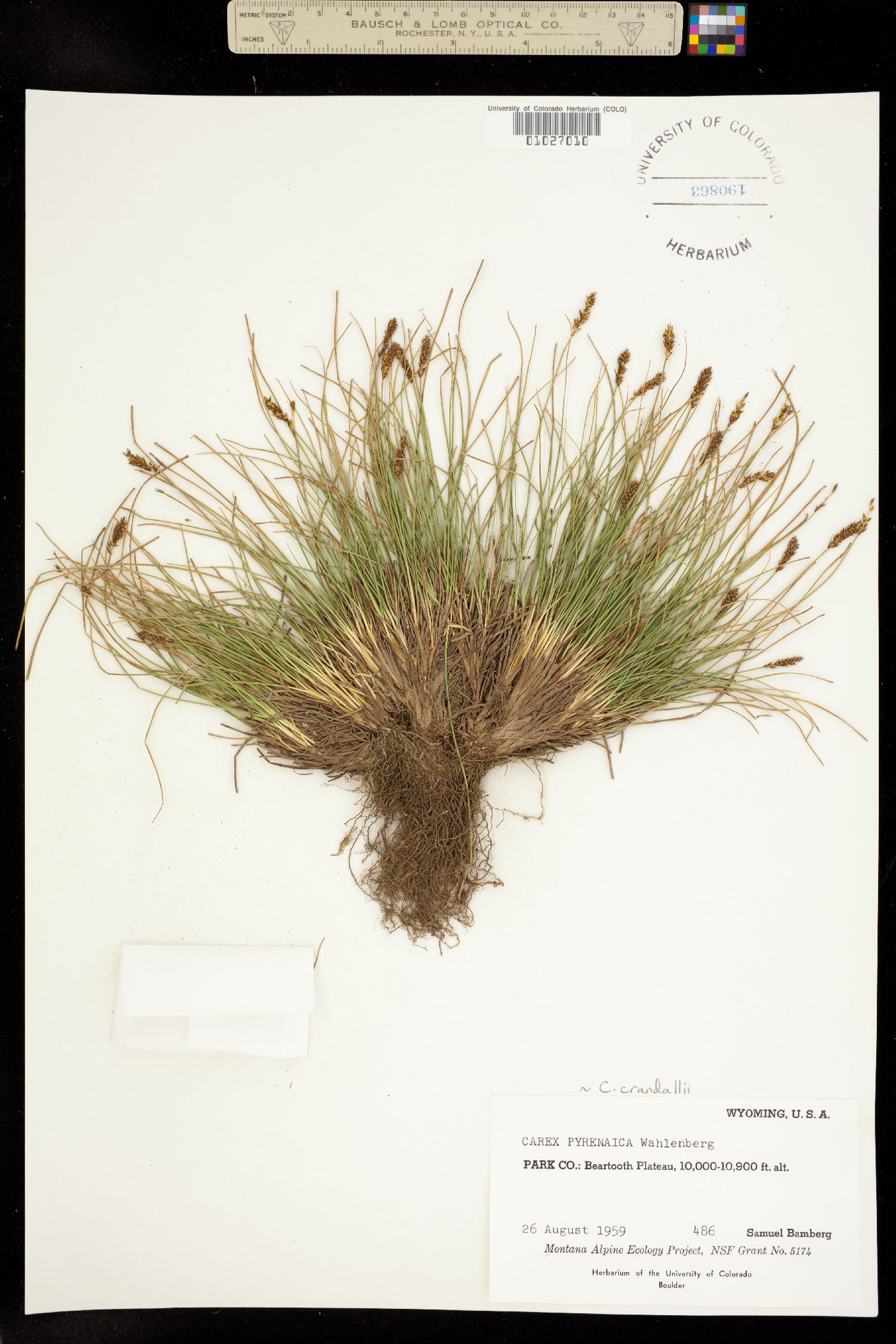 Carex micropoda image