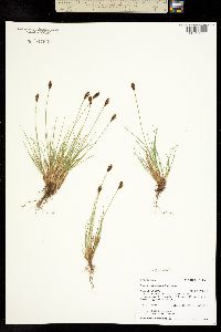 Carex crandallii image