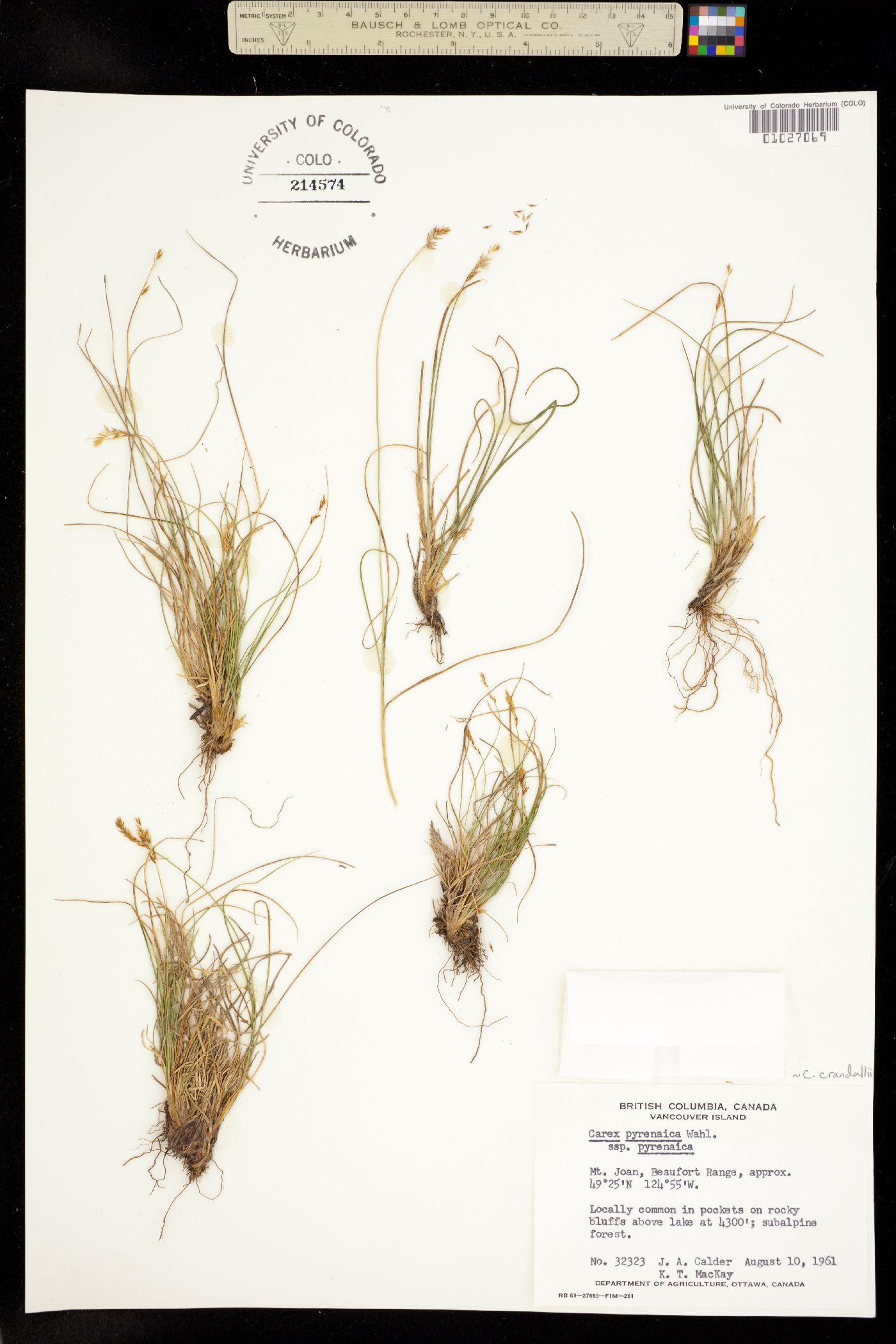 Carex micropoda image