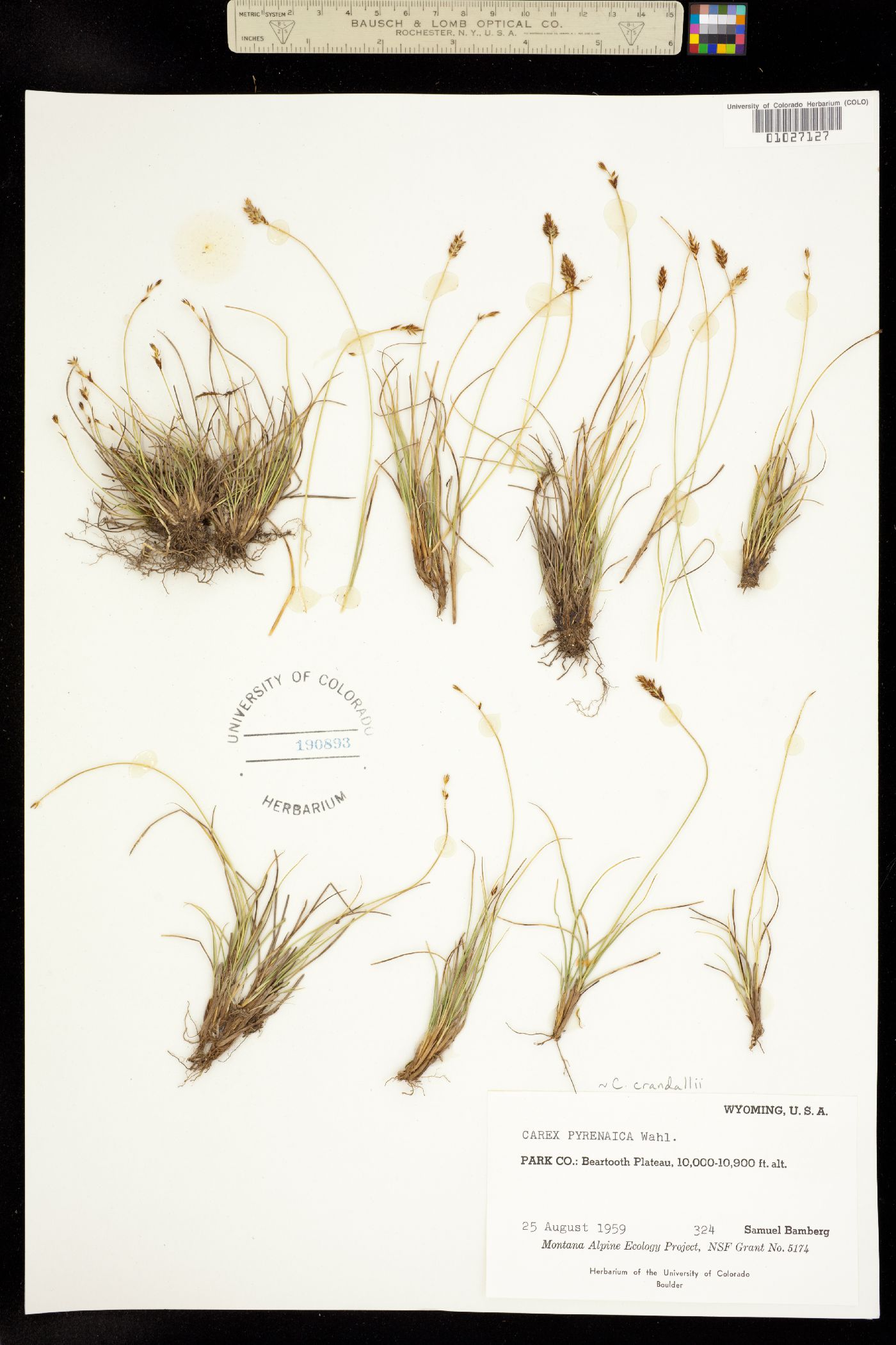 Carex crandallii image