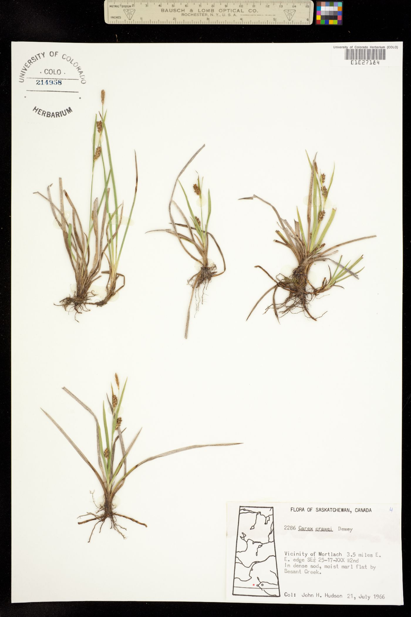 Carex crawei image