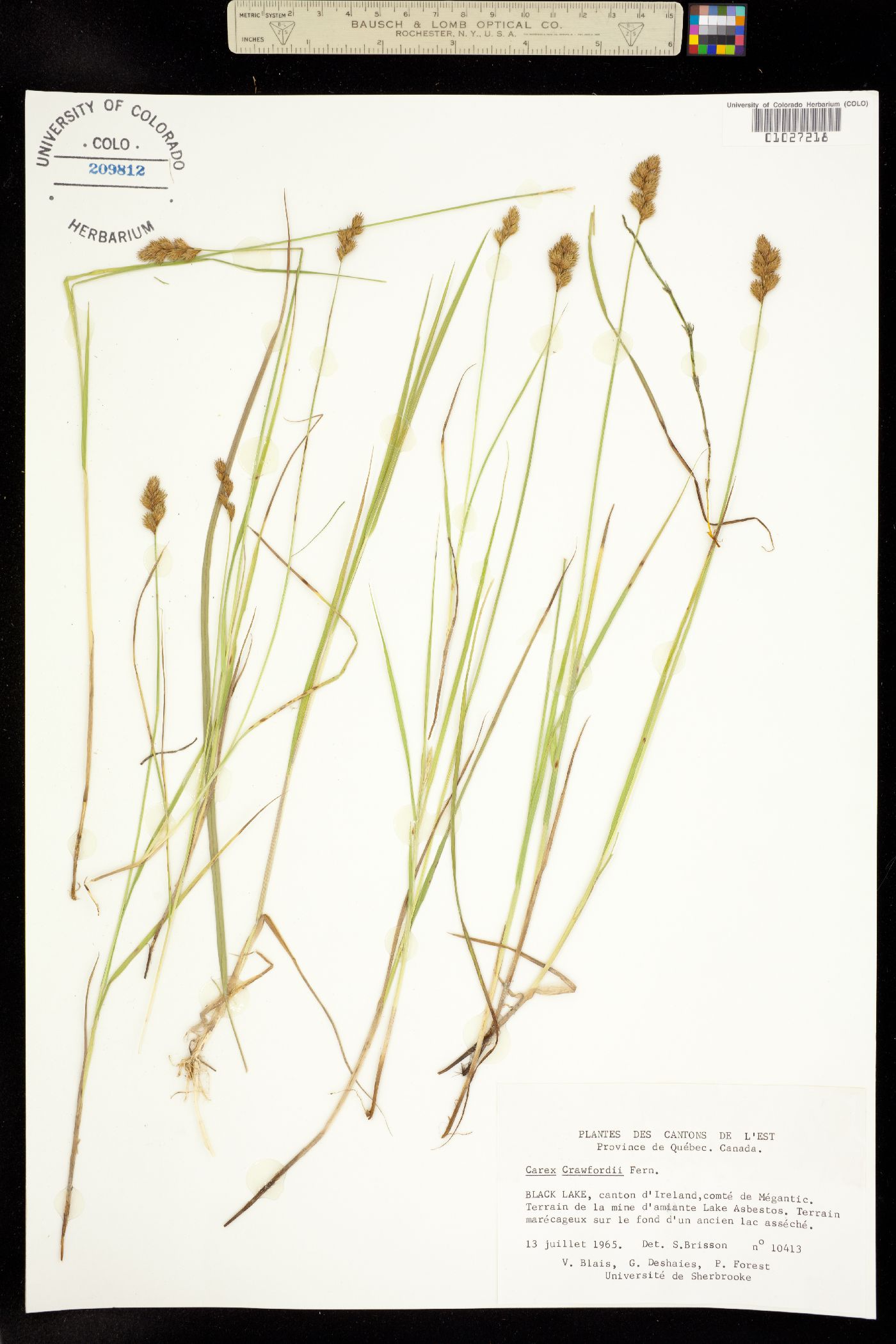 Carex crawfordii image