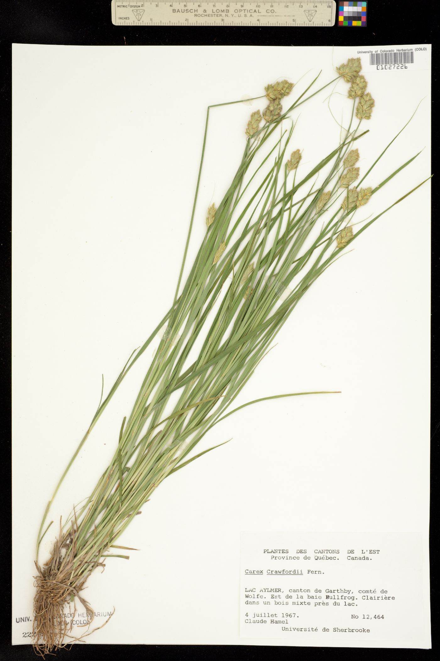 Carex crawfordii image