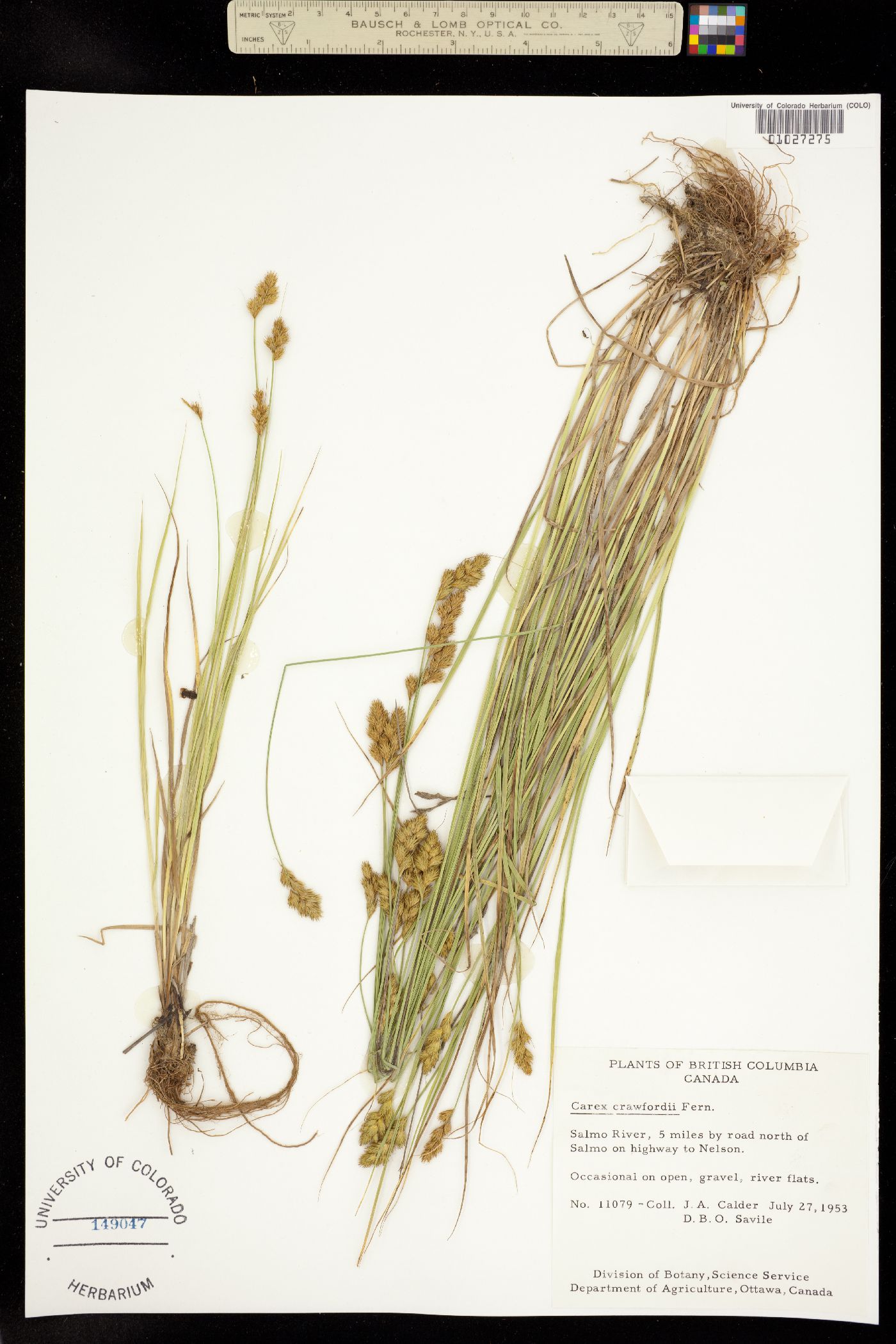 Carex crawfordii image