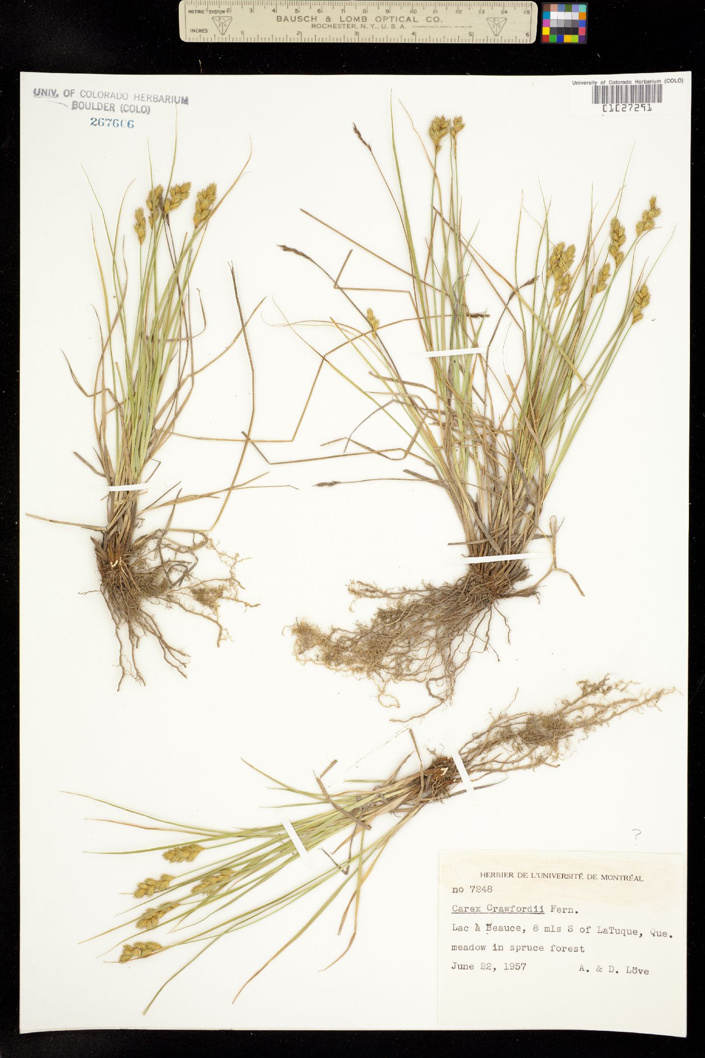 Carex crawfordii image