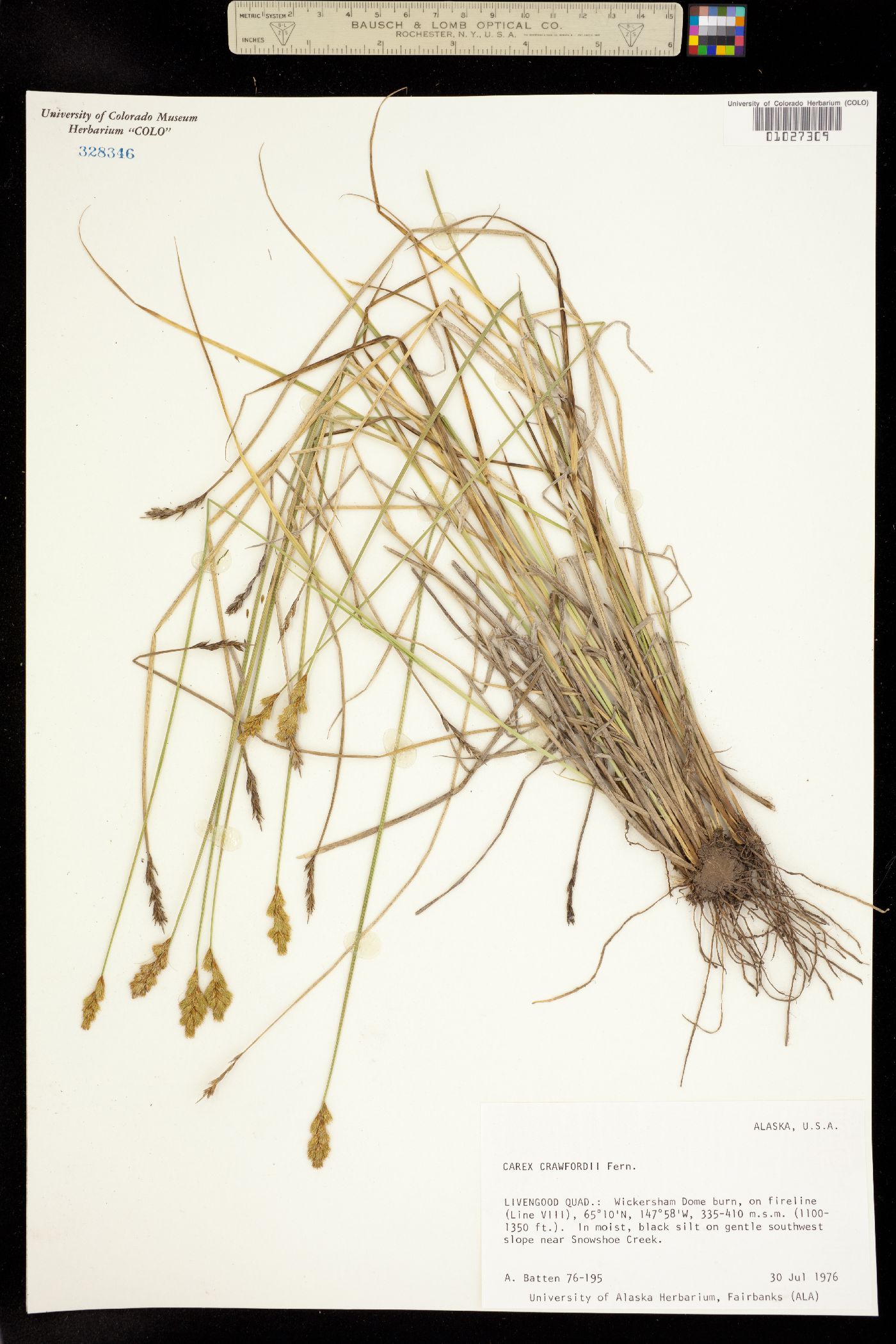 Carex crawfordii image